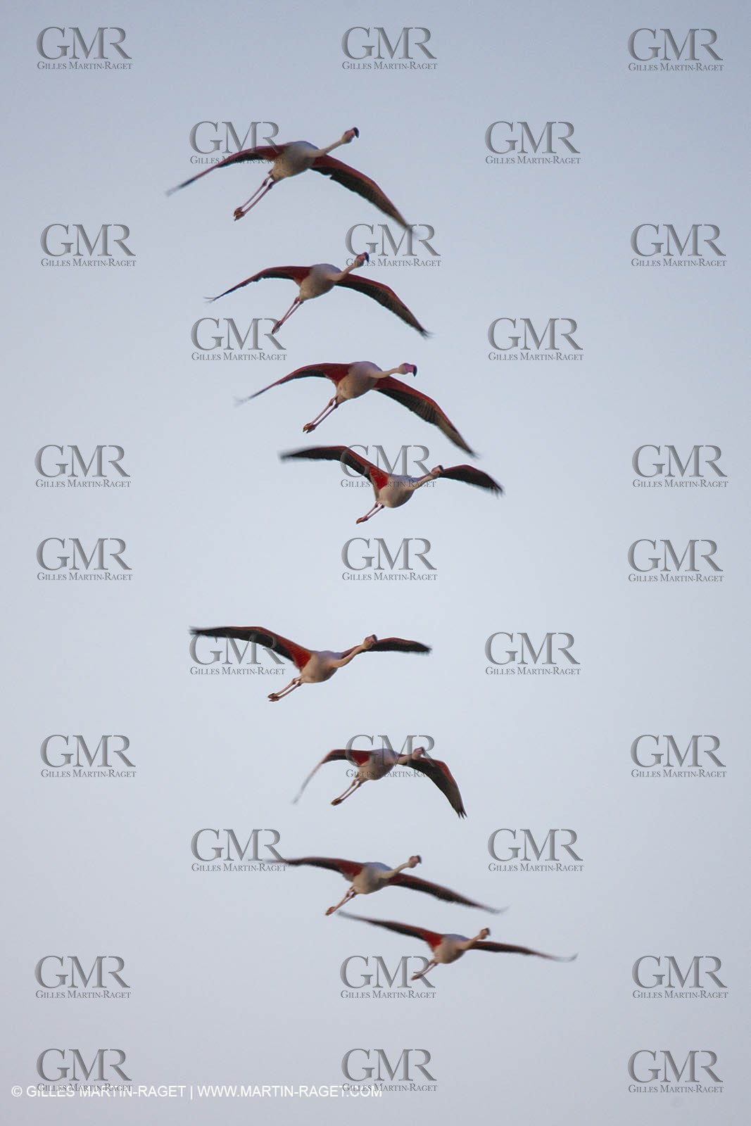 19 04 2011 - Arles (FRA,13) - Pink flamingos in La Gacholle Lighthouse vicinity