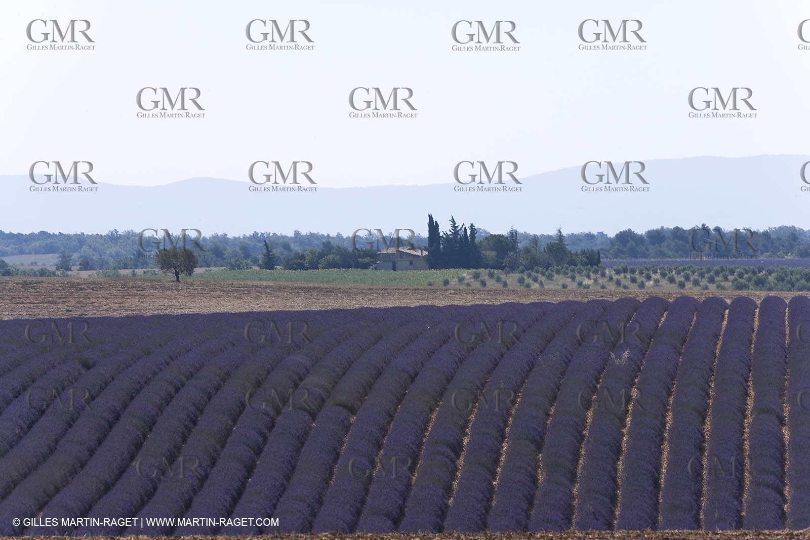 13 08 2007 - Valensole (04) - lavender fields on Valensole plateau