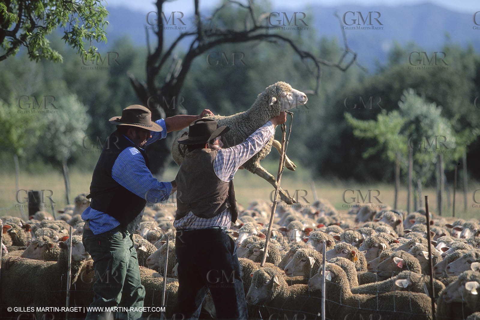 Saint Rémy de Provence (FRA,13) - Sheep stocks migration Fest