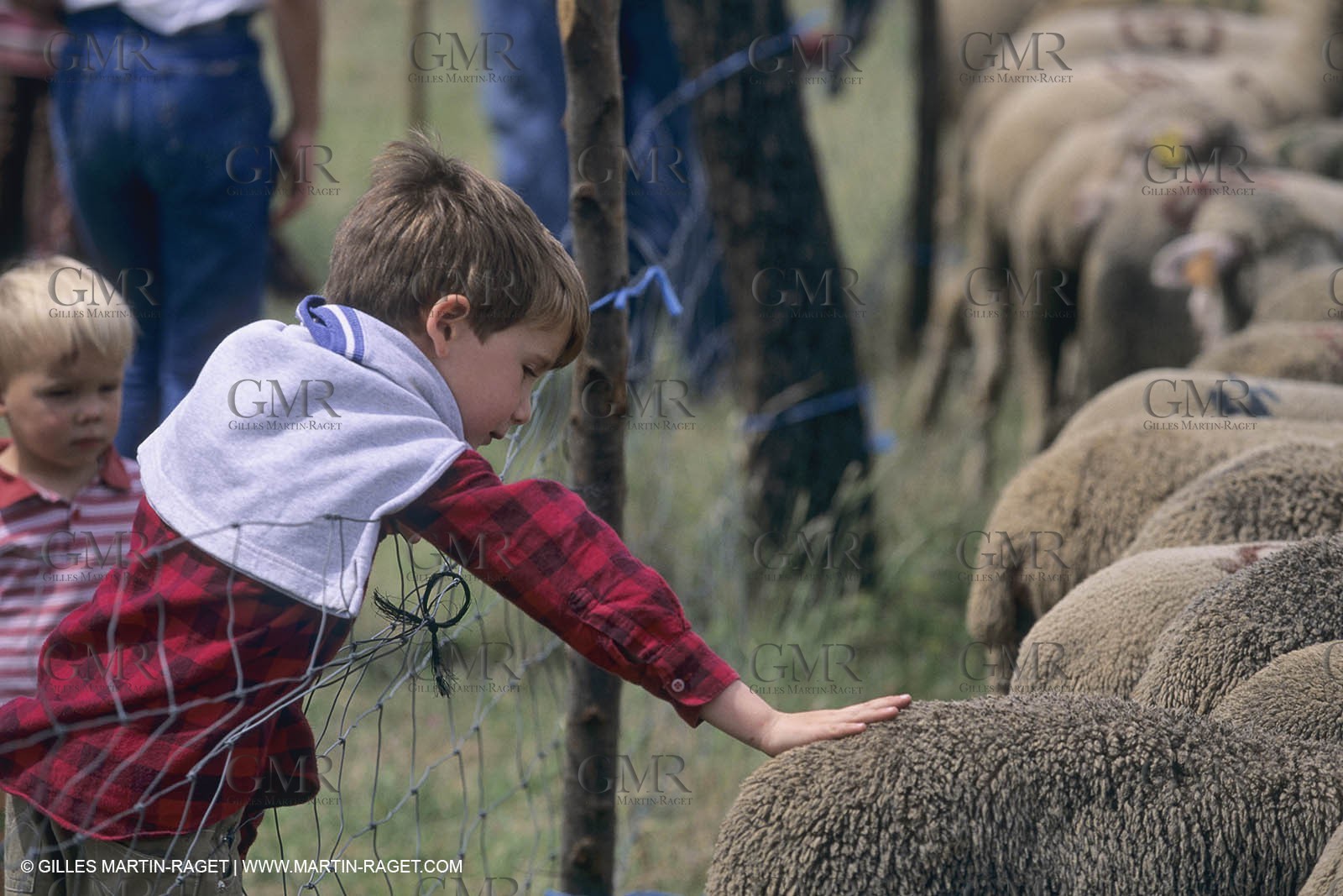 France, Provence, Moutons, bergers, élevage, transhumance