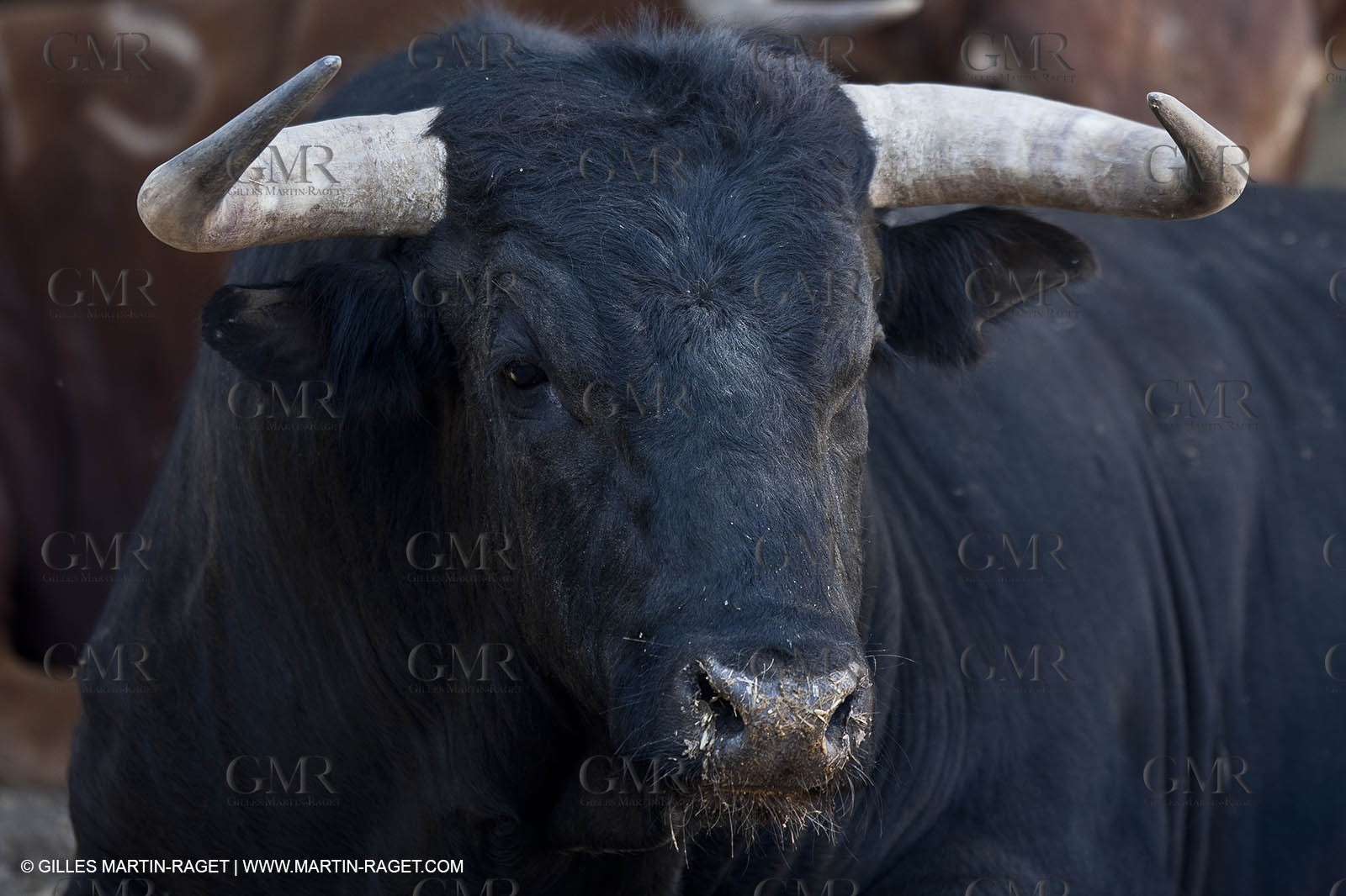 19 04 2011 - Arles (FRA,13) - Easter Feria toros