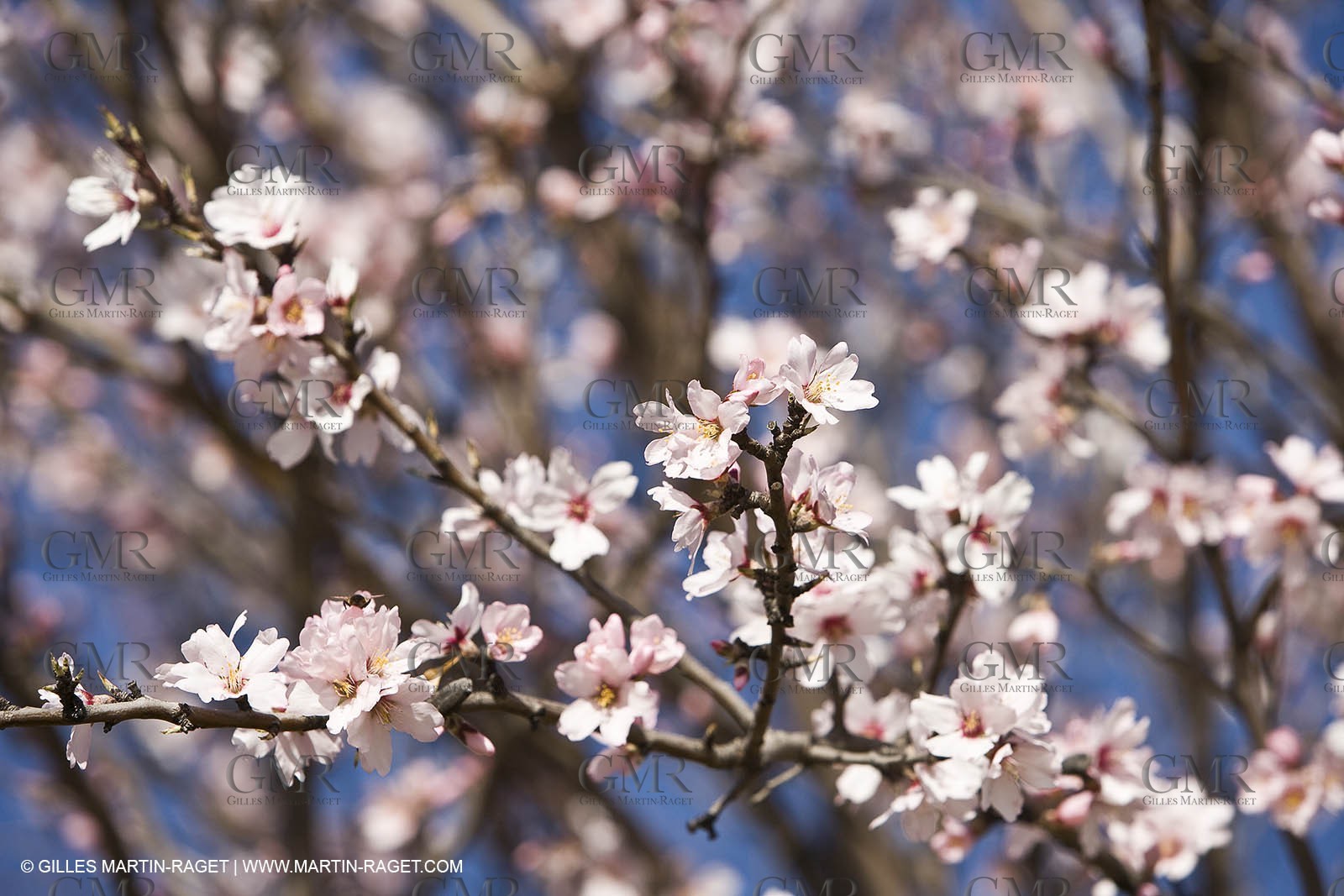 05 02 2008 - Arles (FRA, 13) - Arles surroundings landscapes