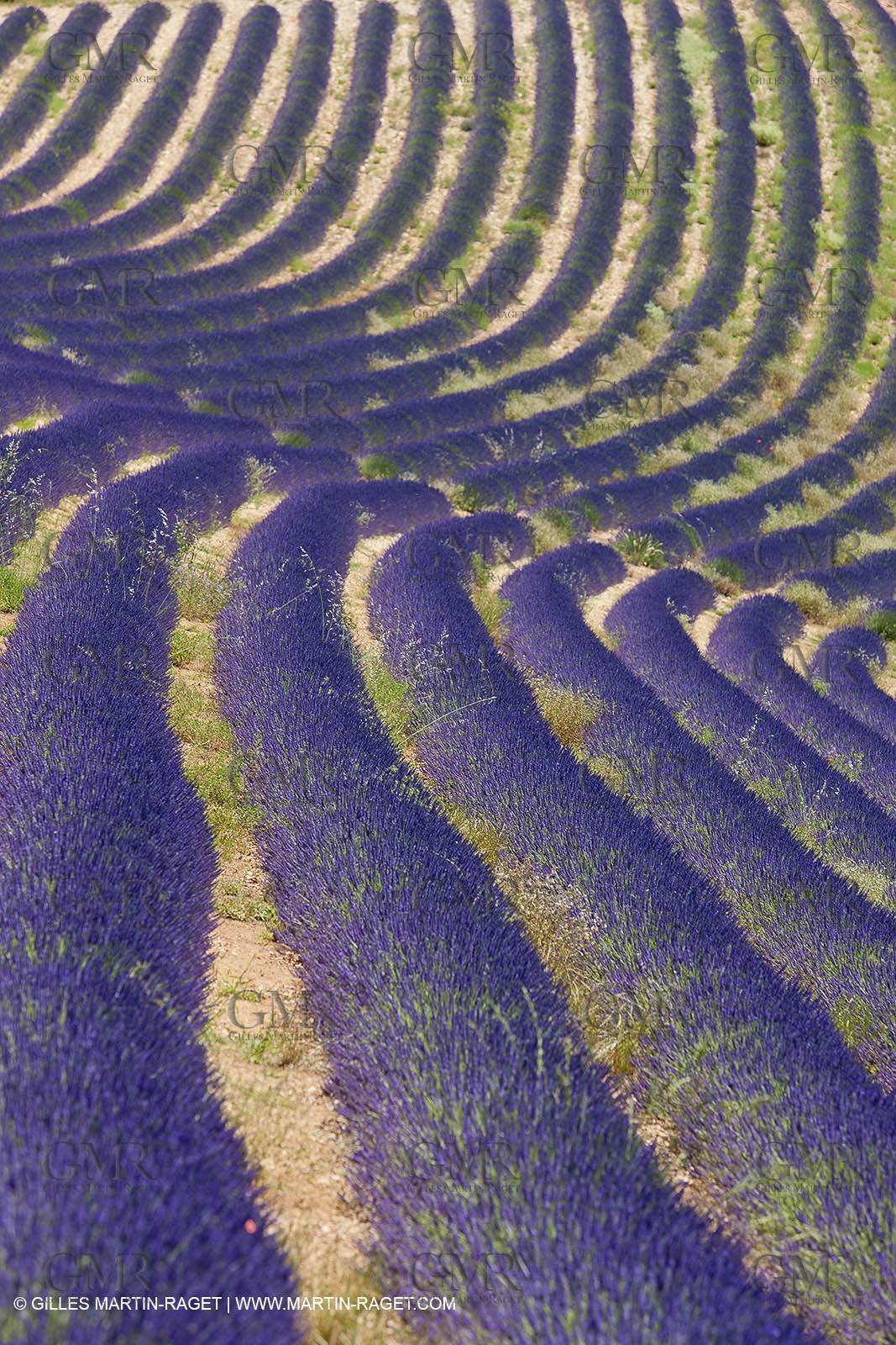 27 06 2011 - Puimichel (FRA, 04) - Lavander fields