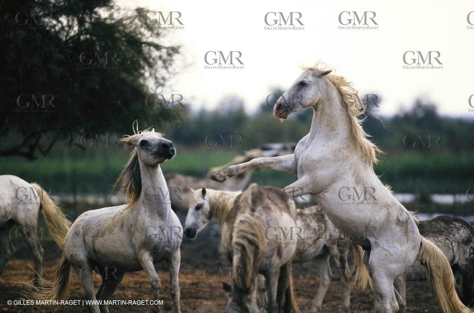 2000-2010- Arles - Les Saintes Maries de la mer (FRA,13) - Camargue horses