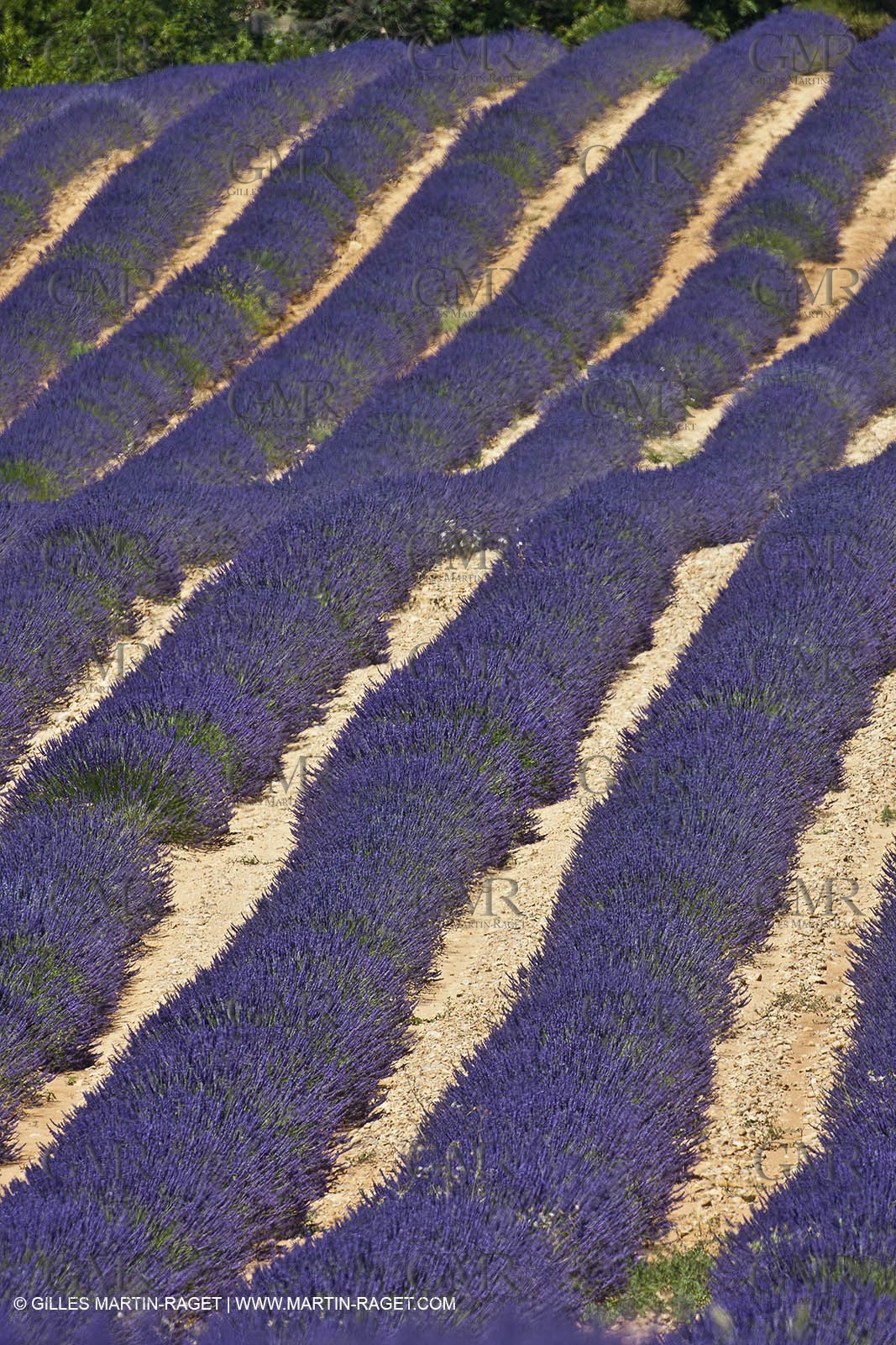 27 06 2011 - Entrevennes (FRA, 04) - Lavander fields