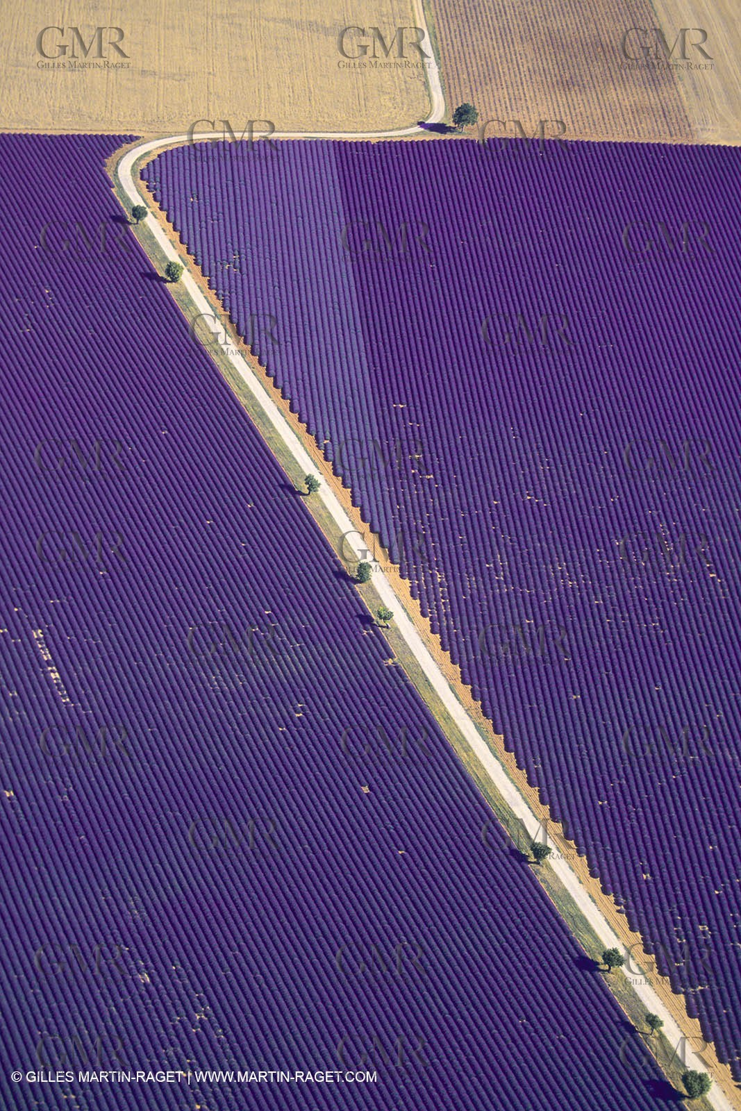 France, Provence, Lavender fields
