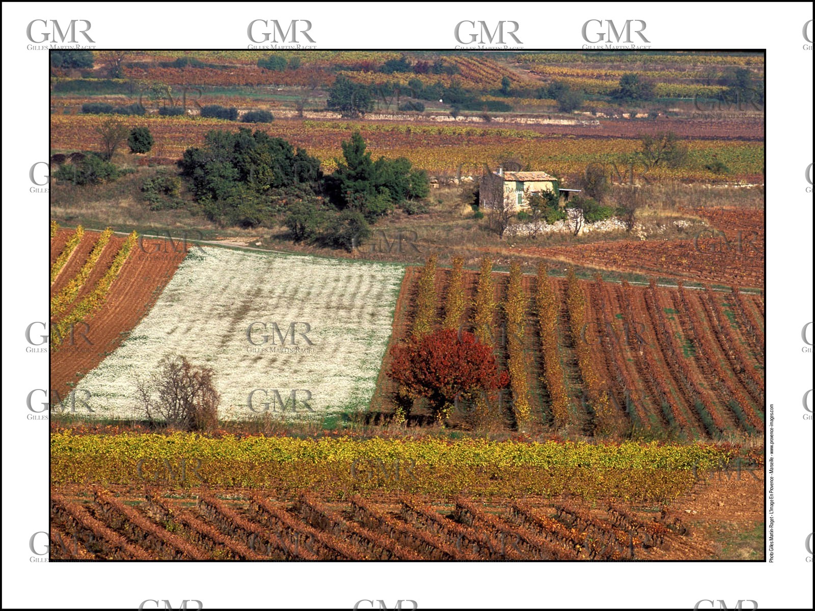 Fall Vineyards