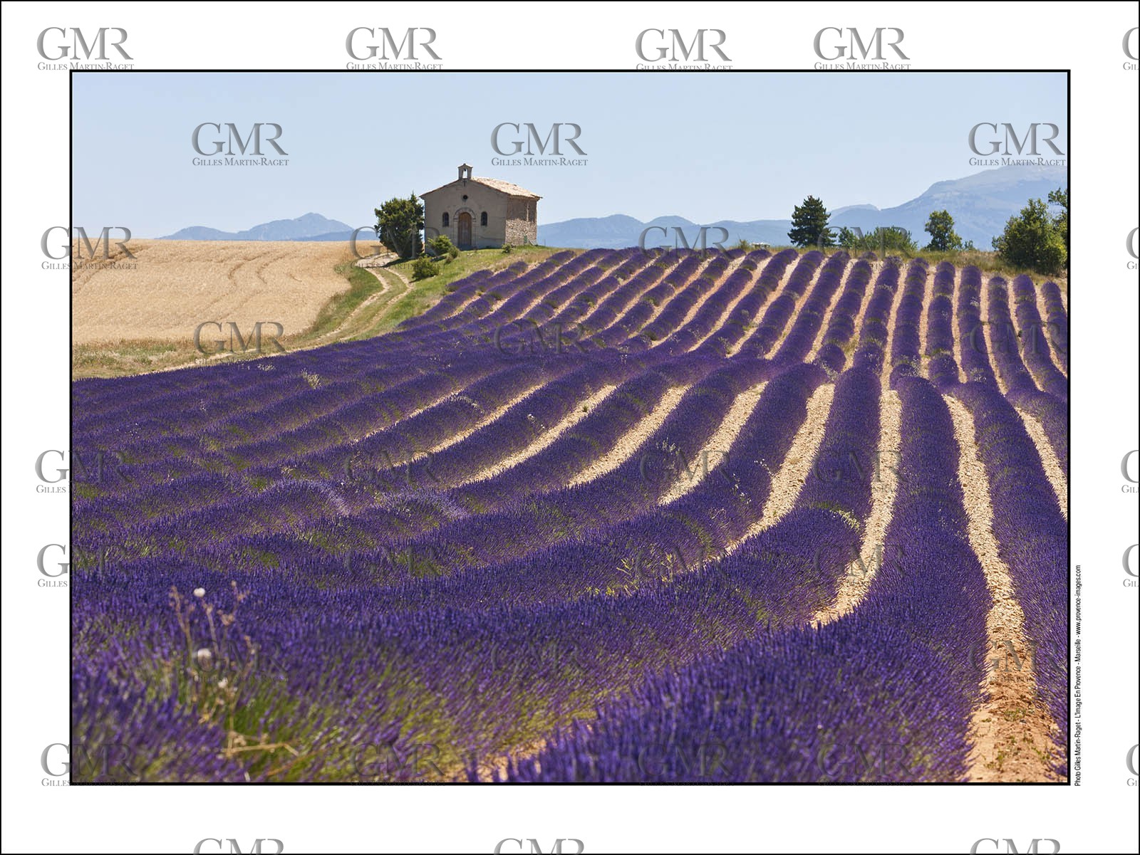 Lavander 6