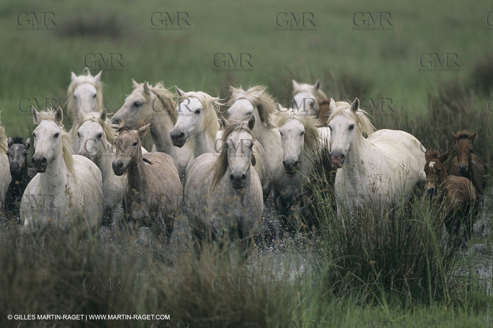 France, Provence, Camargue, White horses from Camargue