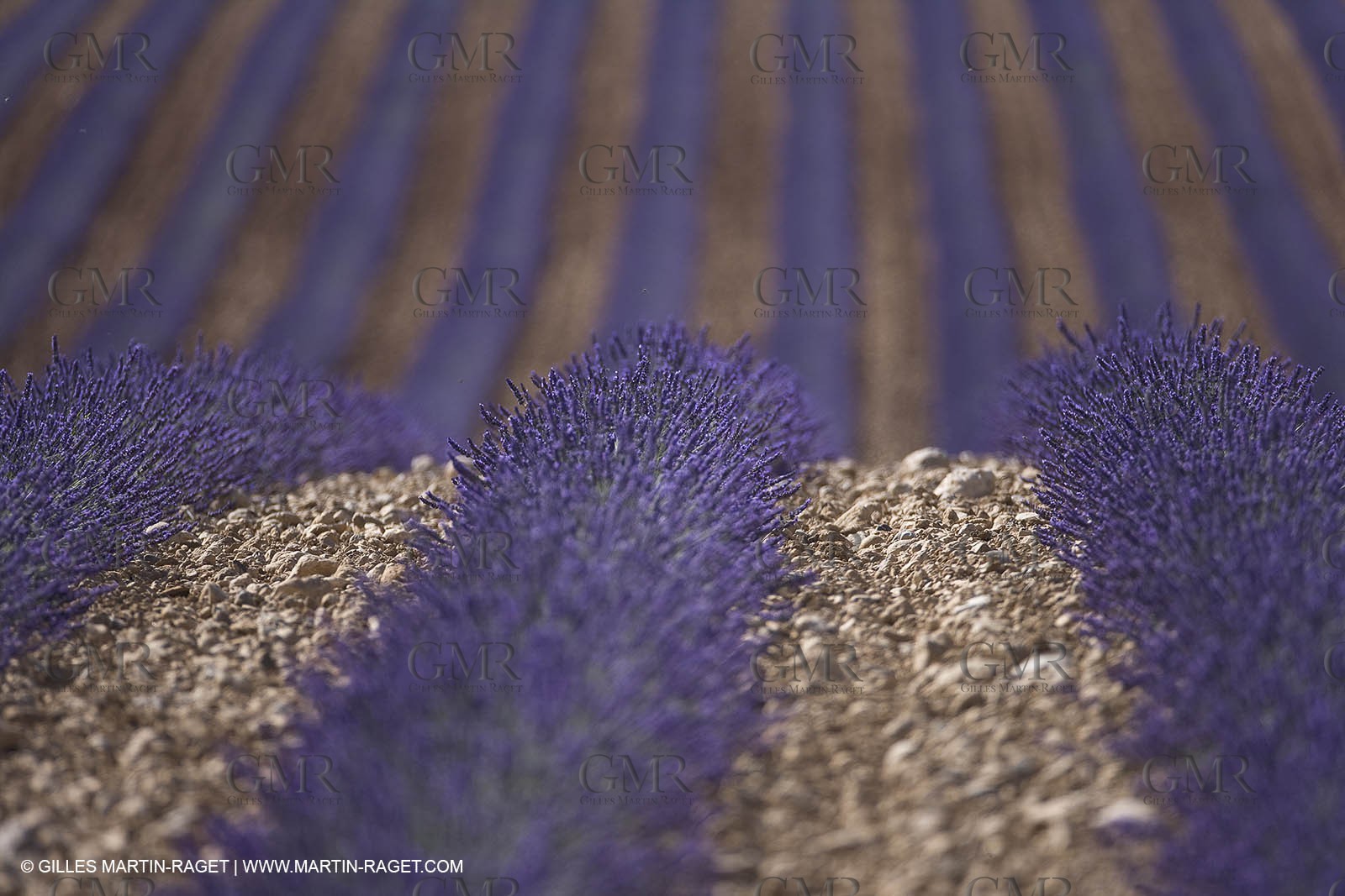 13 08 2007 - Valensole (04) - lavender fields on Valensole plateau