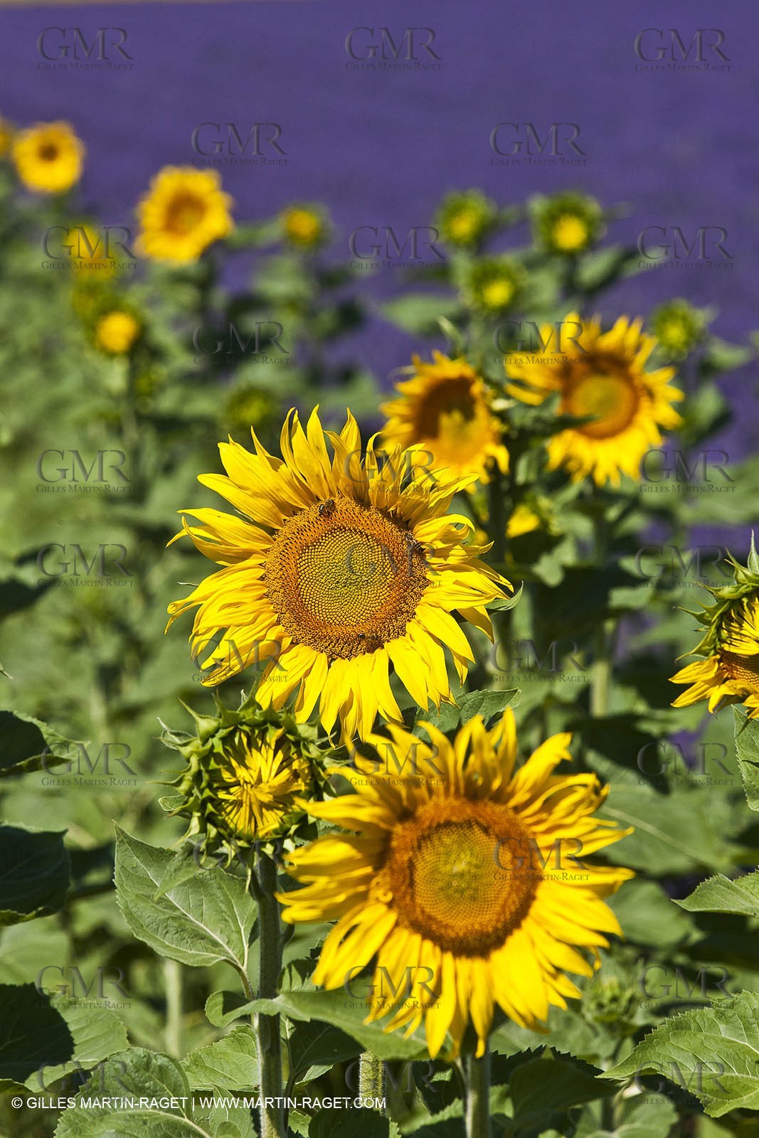 27 06 2011 - Valensole (FRA, 04) - Lavander fields