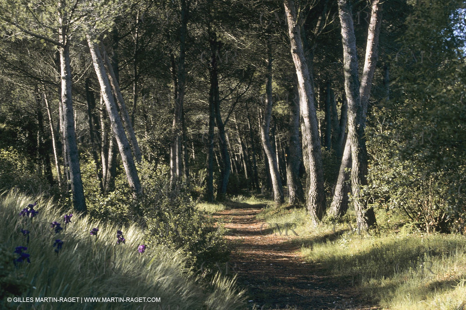 France, Provence, paysage des Alpilles, Alpilles landscapes