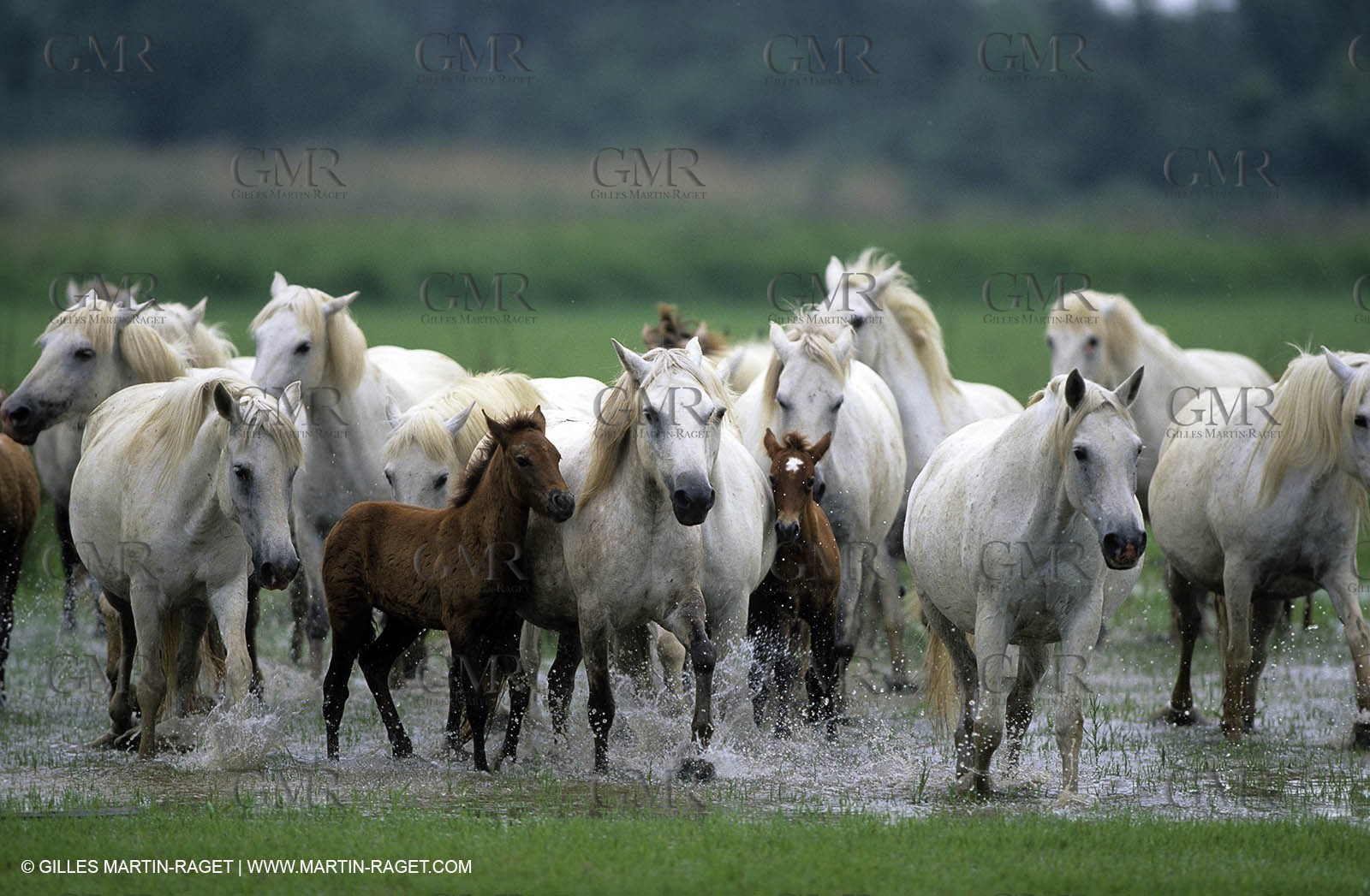 Camargue horses
