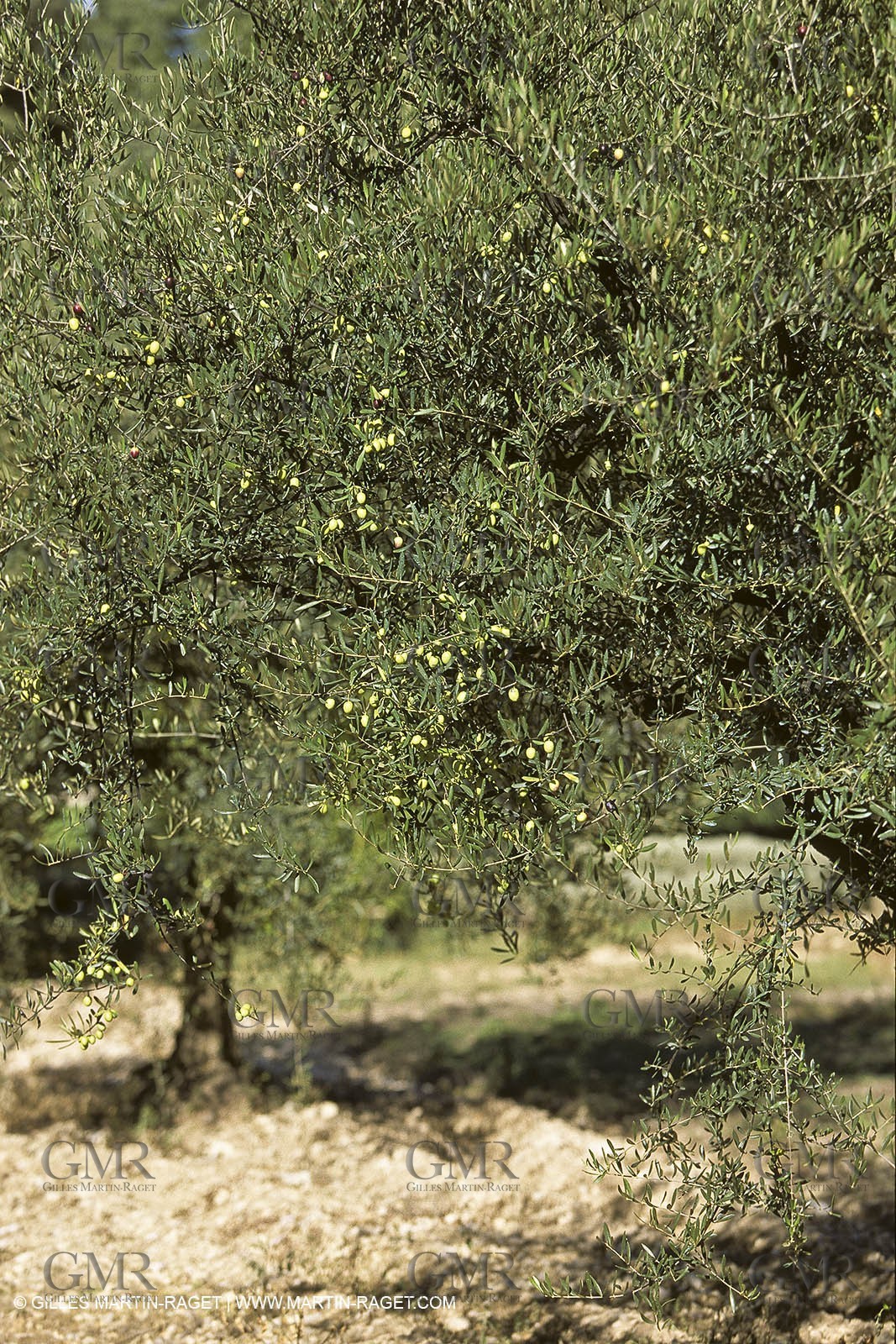 France, Provence, Oliviers, oliveraies, olive trees