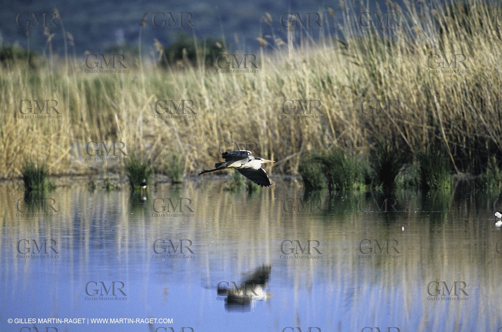 Camargue (FRA,13) - Birds in the Camargue - Heron