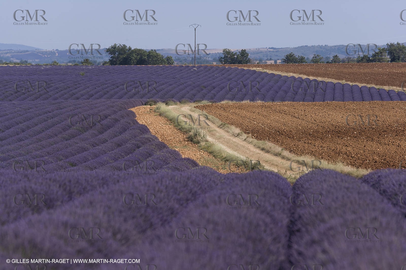 13 08 2007 - Valensole (04) - lavender fields on Valensole plateau