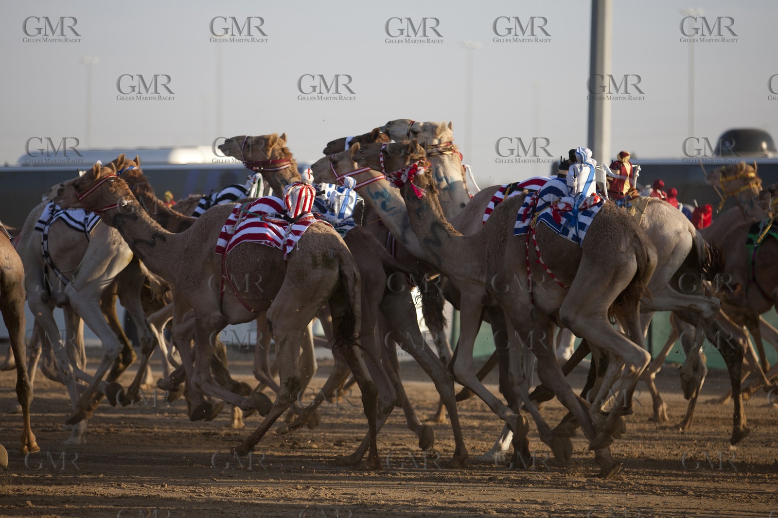 20 11 2010 - Dubai (UAE) - Camel races
