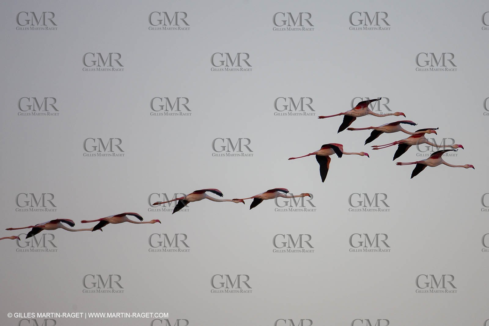 19 04 2011 - Arles (FRA,13) - Pink flamingos in La Gacholle Lighthouse vicinity