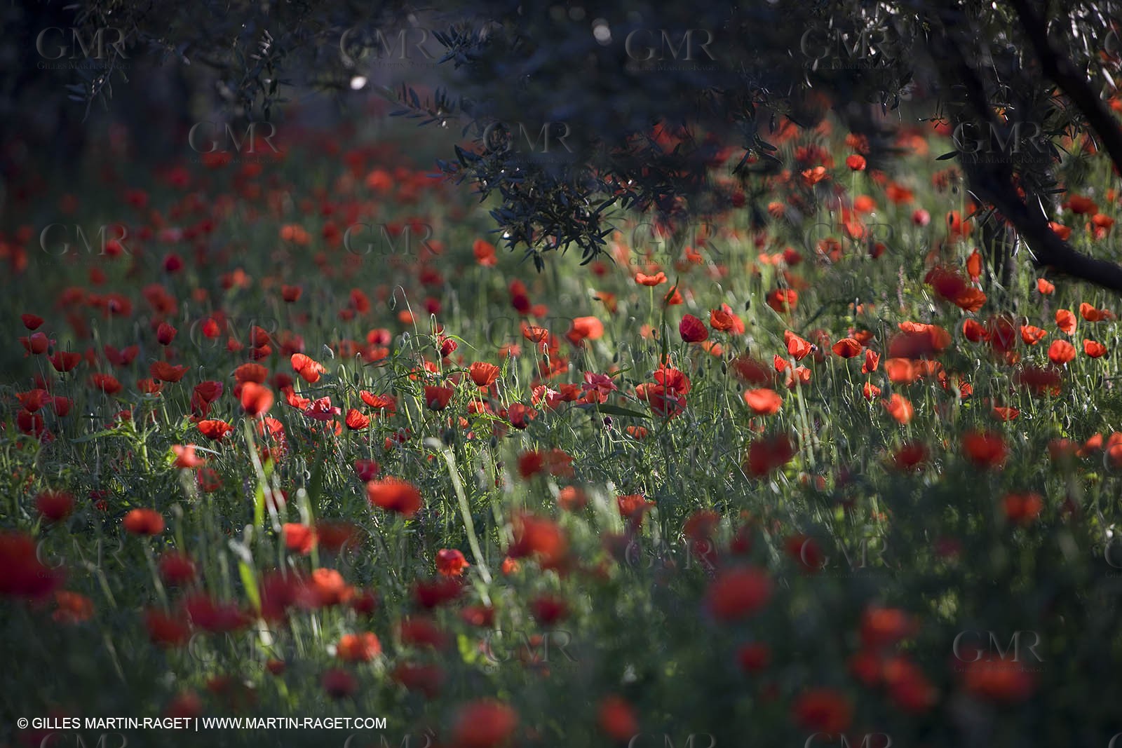 04 05 2008 - Saint Rémy de Provence (FRA, 13) - Alpilles hills landscapes