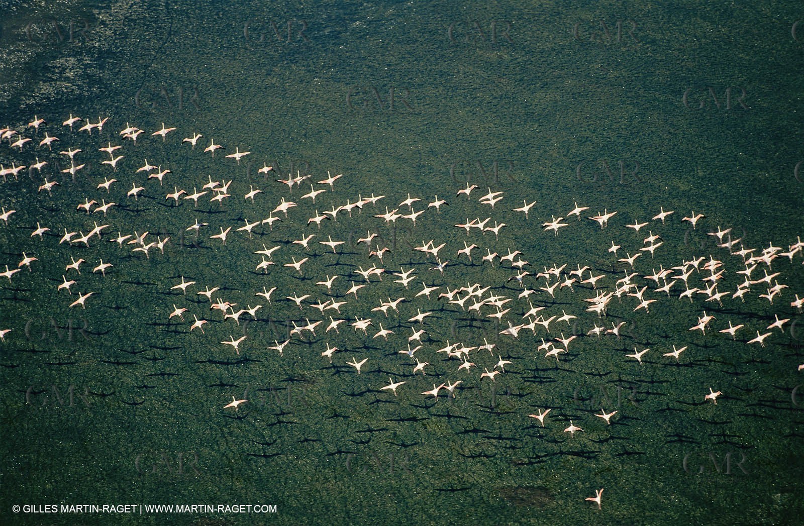 Camargue (FRA,13) - Flamingos in the Camargue