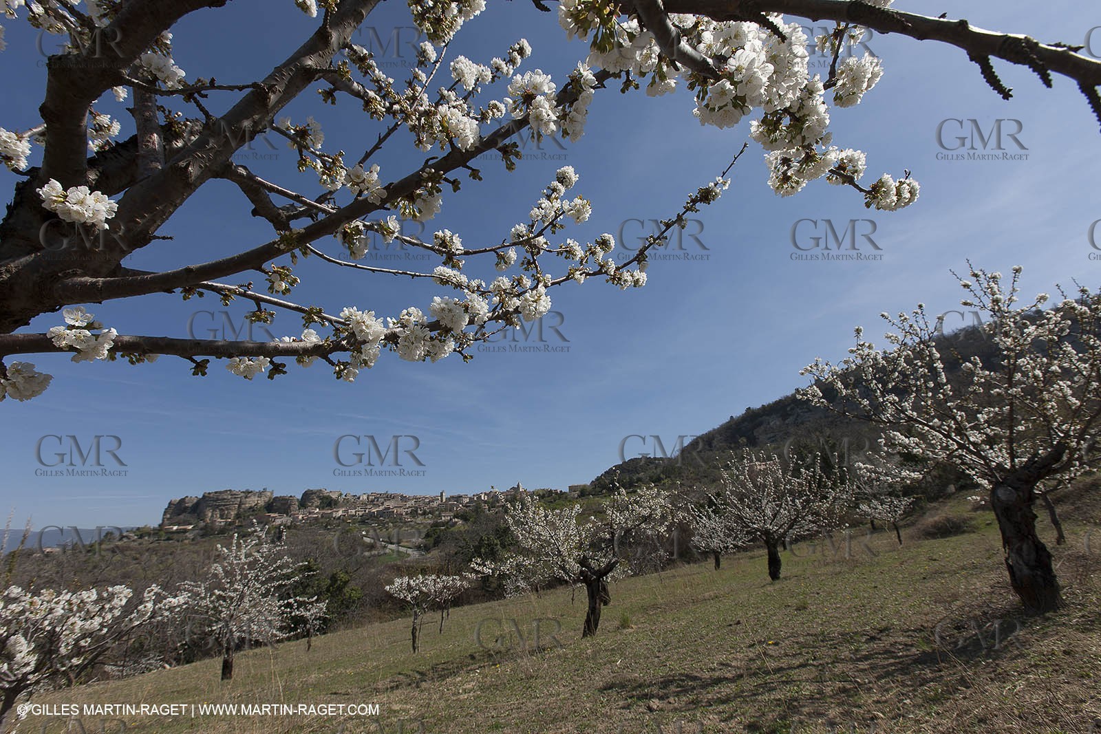 30 mars 2012 - Saignon (FRA, 84) - Cerisiers en fleurs