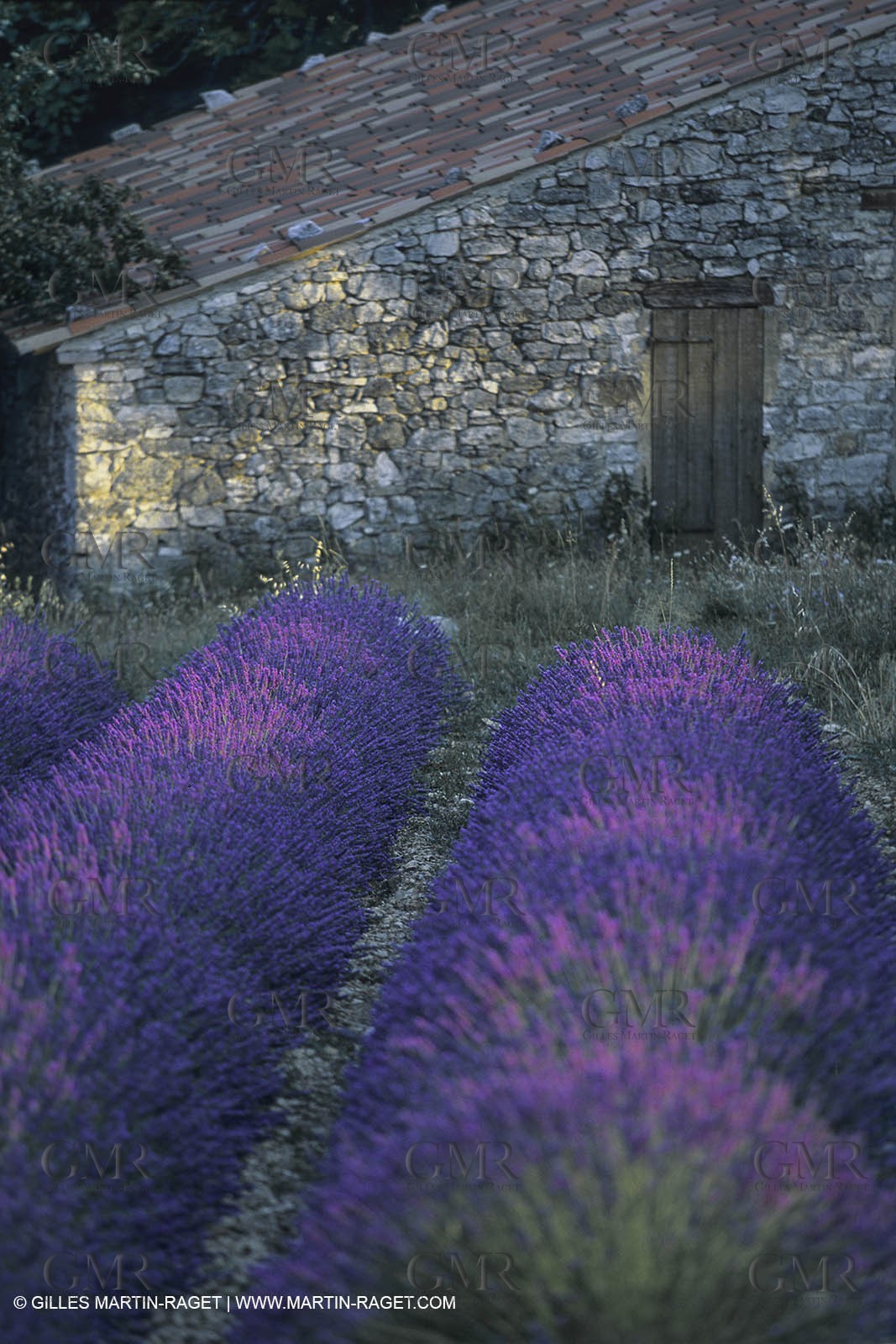France, Provence, Higher Provence, Valensole Plateau, Lavender