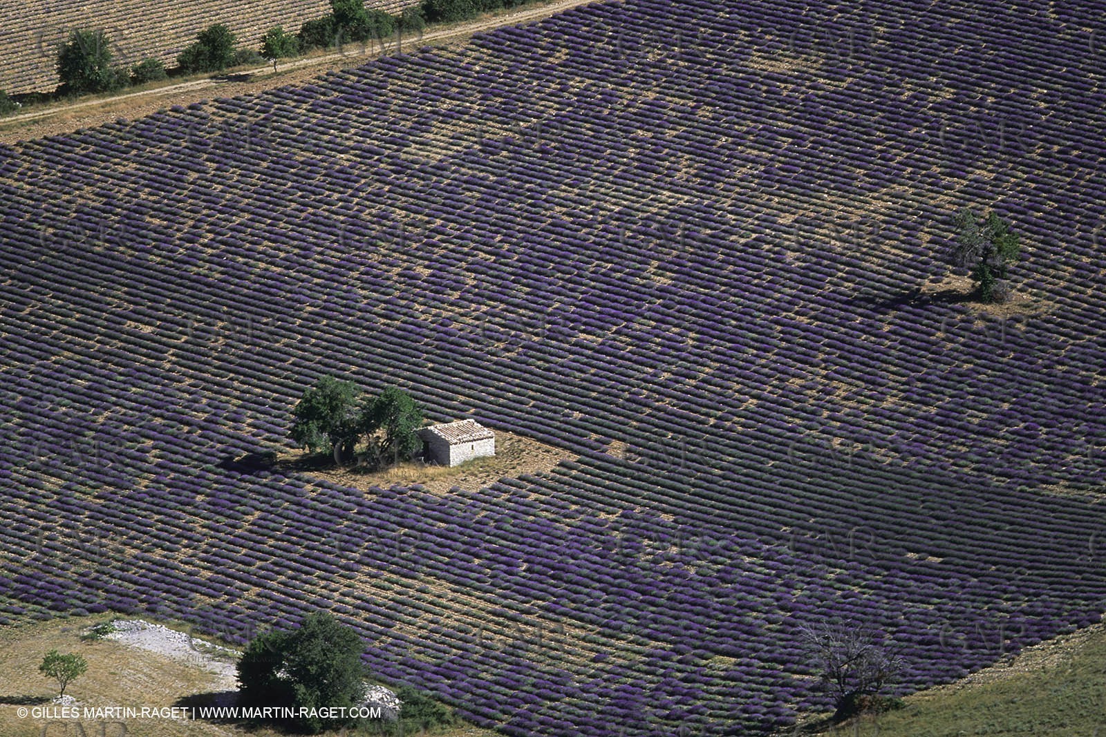 Juin 2005, Valensole (FRA,04) - Lavander fields