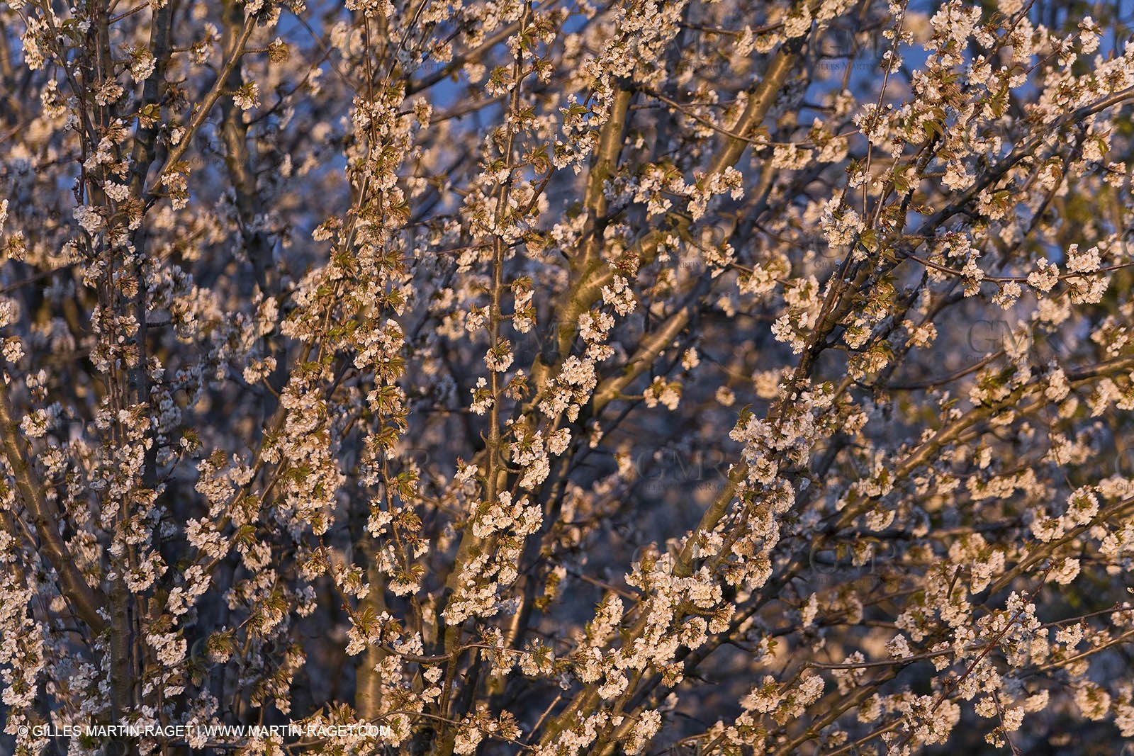 25 02 2005 - Arles and surroundings (FRA, 13) - Vincent Van Gogh south