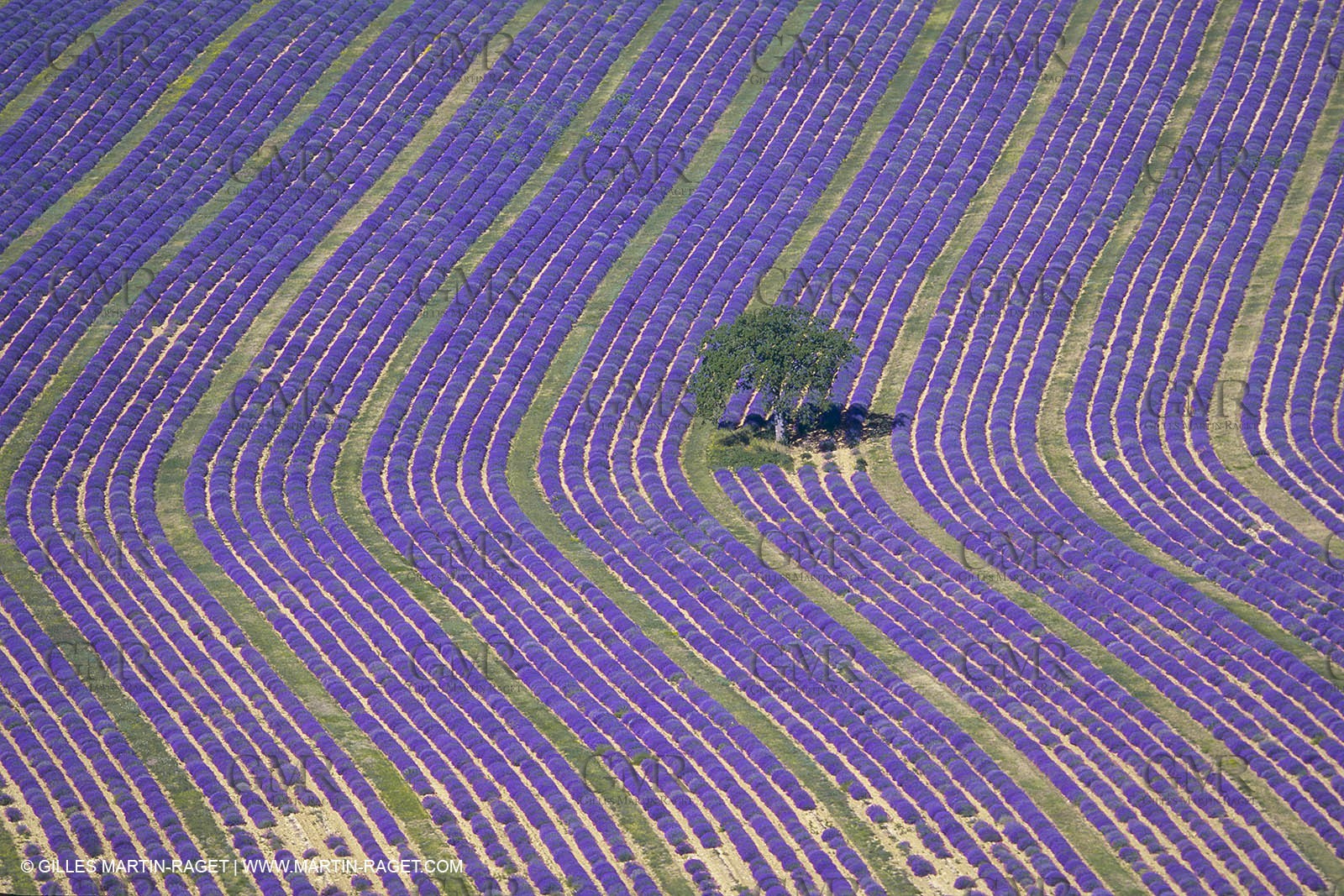 France, Provence, Lavender fields