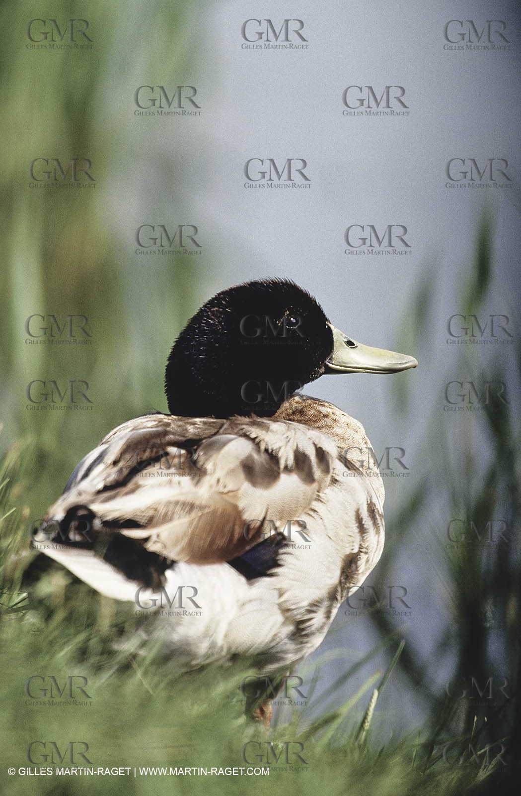 Camargue (FRA,13) - Birds in the Camargue - Duck