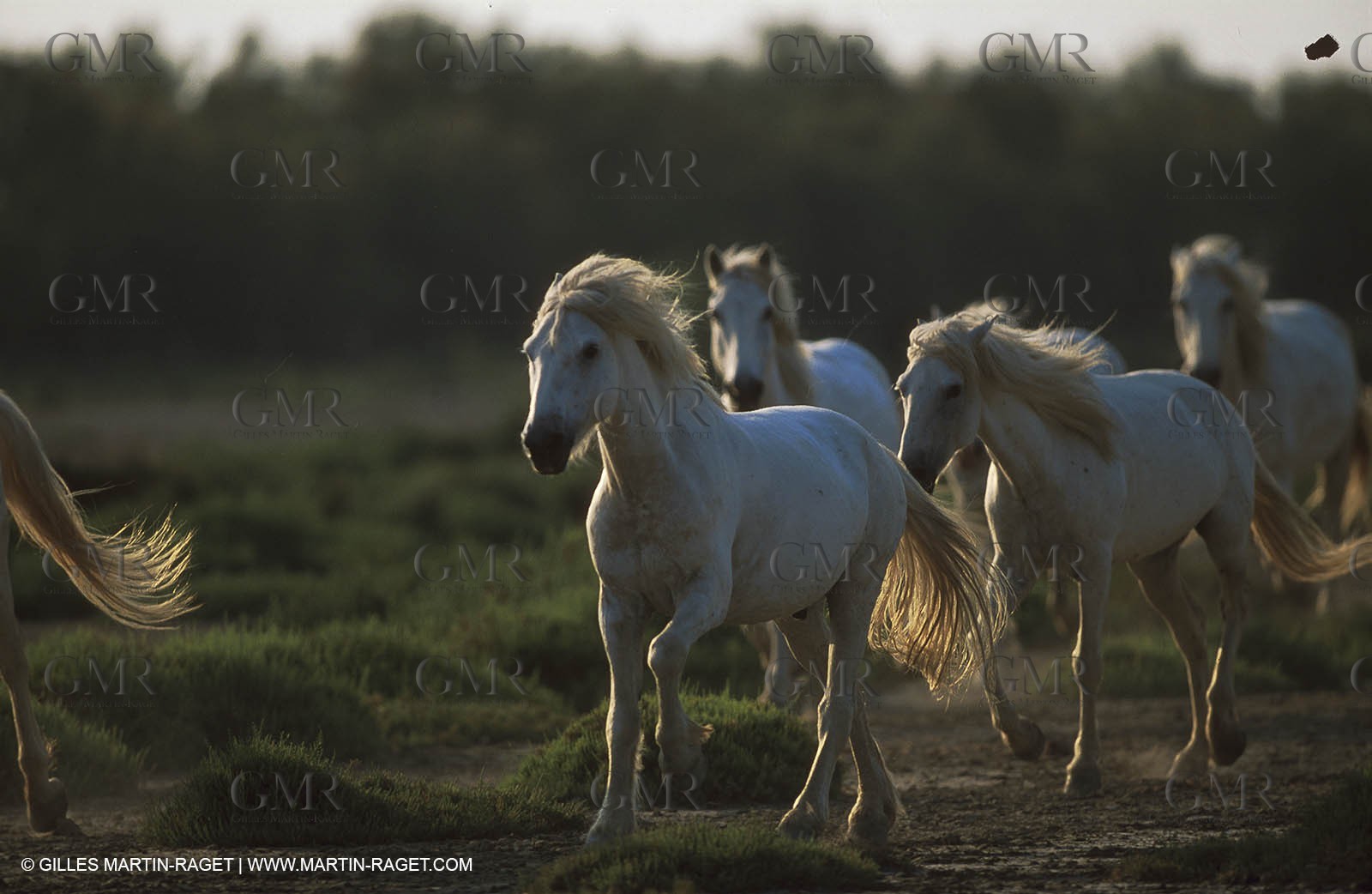 Chevaux de Camargue