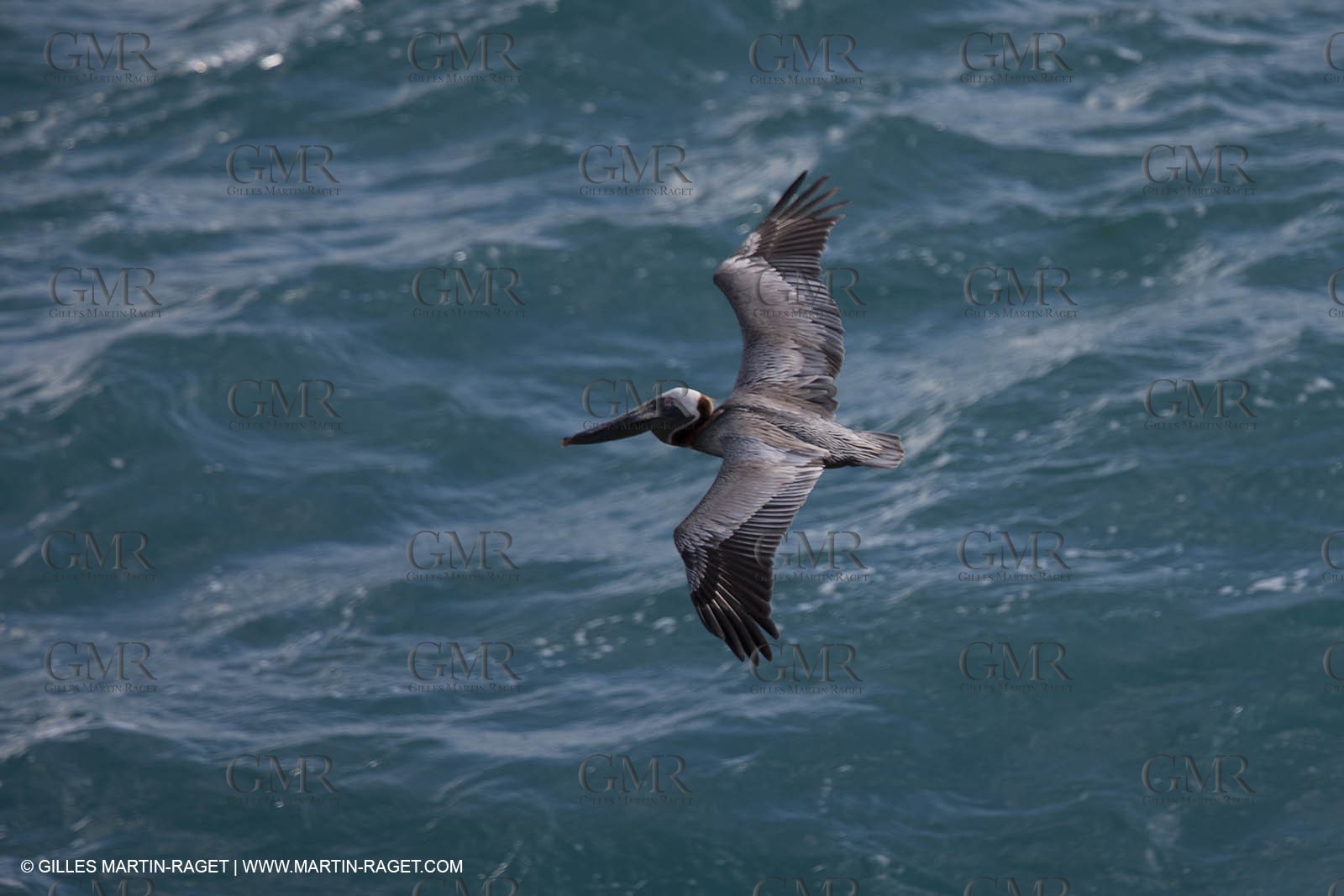 28 01 2012 - Saint Marteen (West Indies) - Swift (Ollier design)