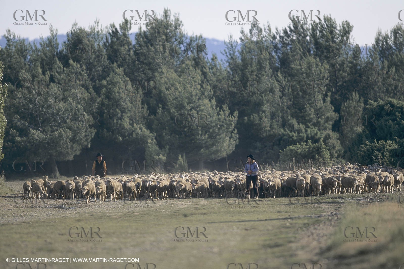 France, Provence, Moutons, bergers, élevage, transhumance