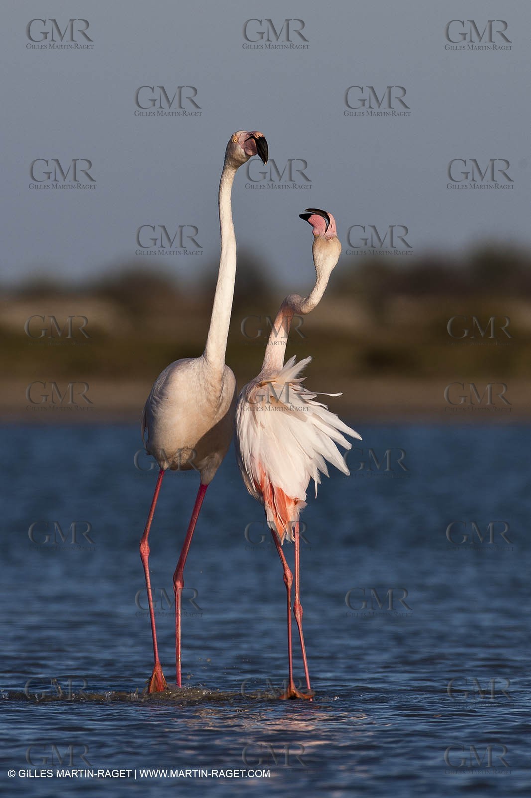 09 04 2011 - Les Saintes Maries de la Mer (FRA,13) - Pink Flamingos in Camargue