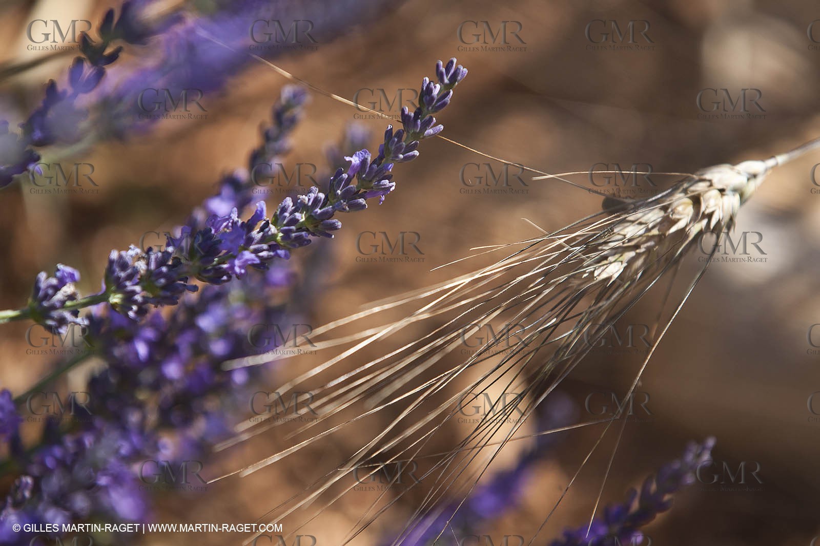 27 06 2011 - Valensole (FRA, 04) - Lavander fields