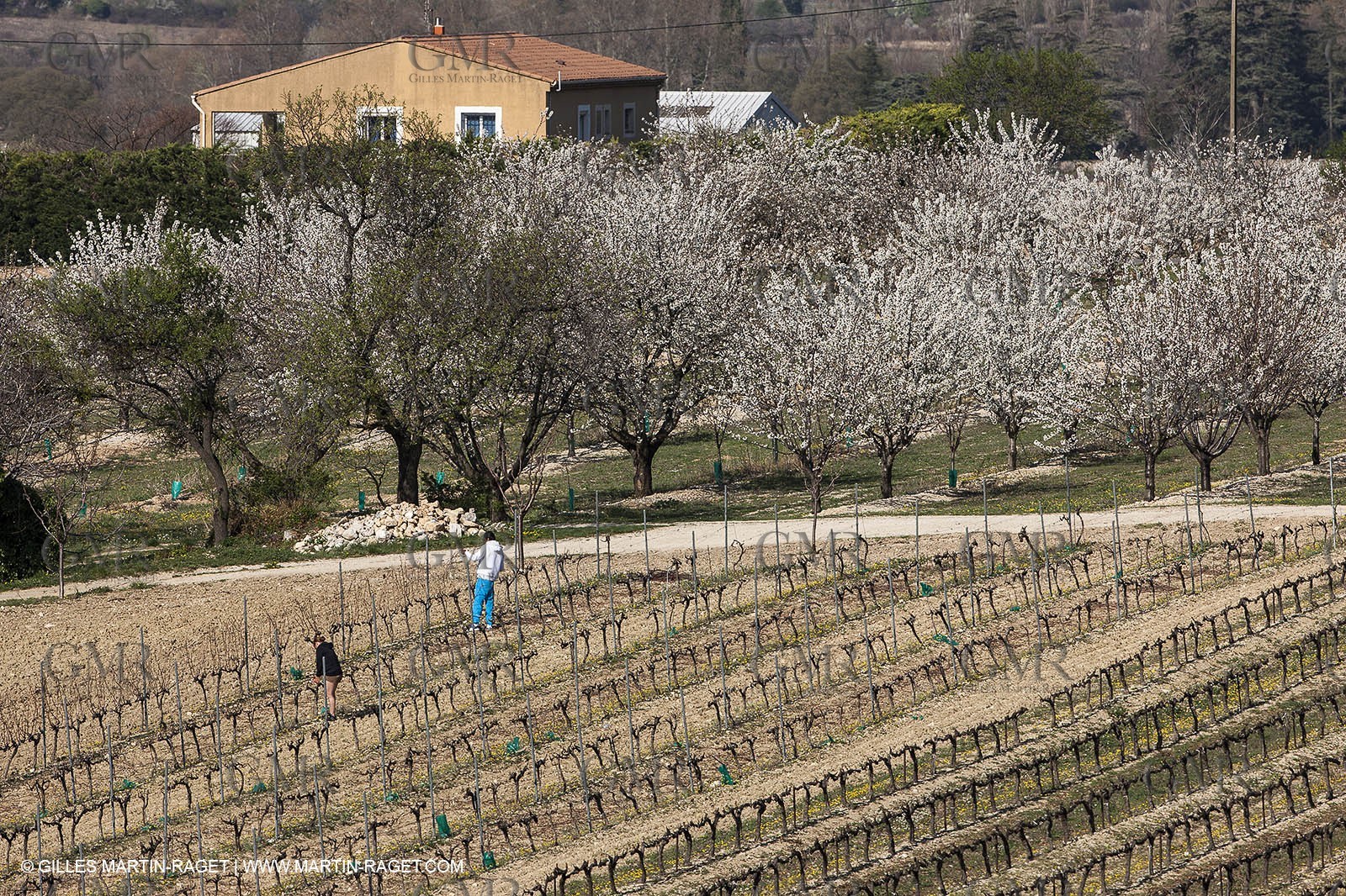 March 30th 2012 - Saint Saturnin les Apt (FRA, 84) - blooming cherry trees