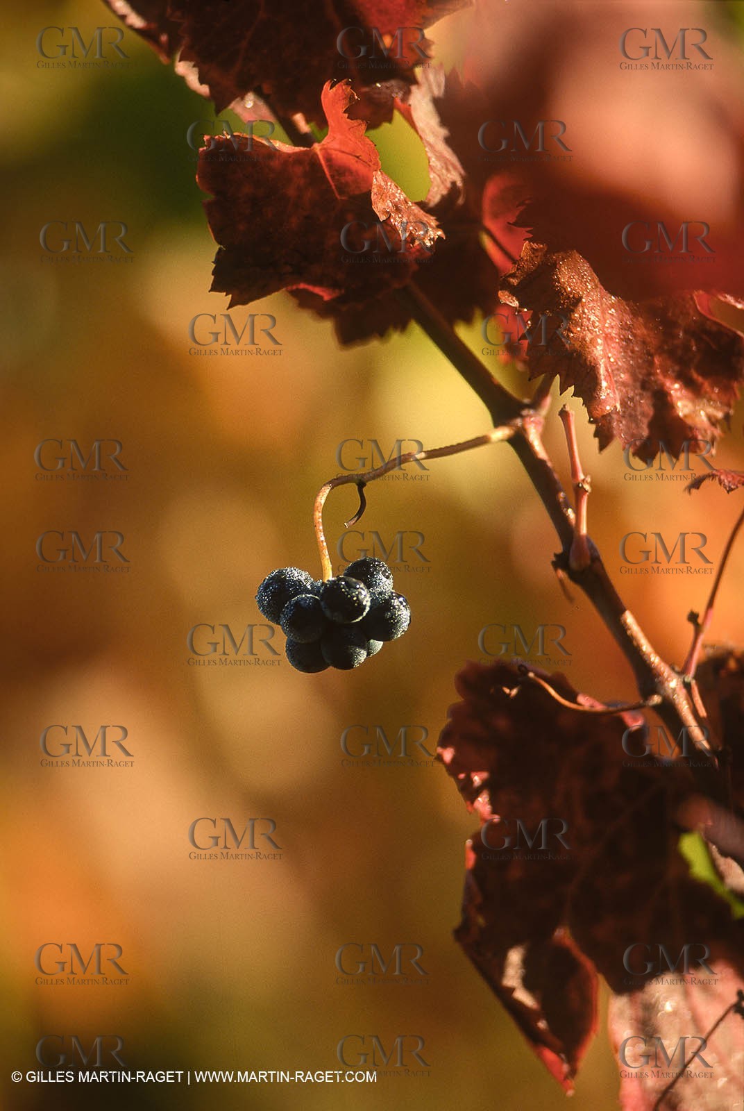 Provence, Harvest time