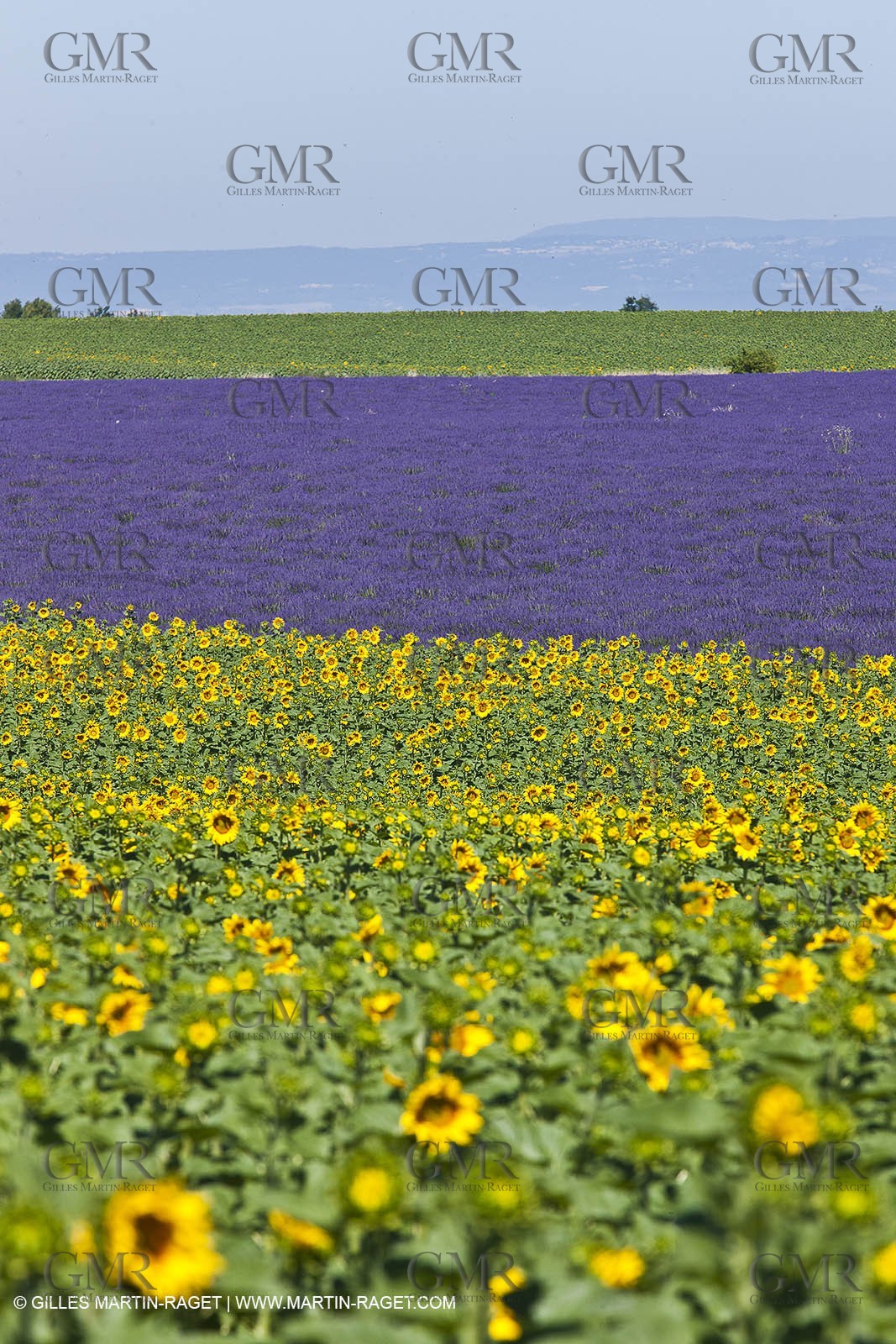 27 06 2011 - Valensole (FRA, 04) - Lavander fields