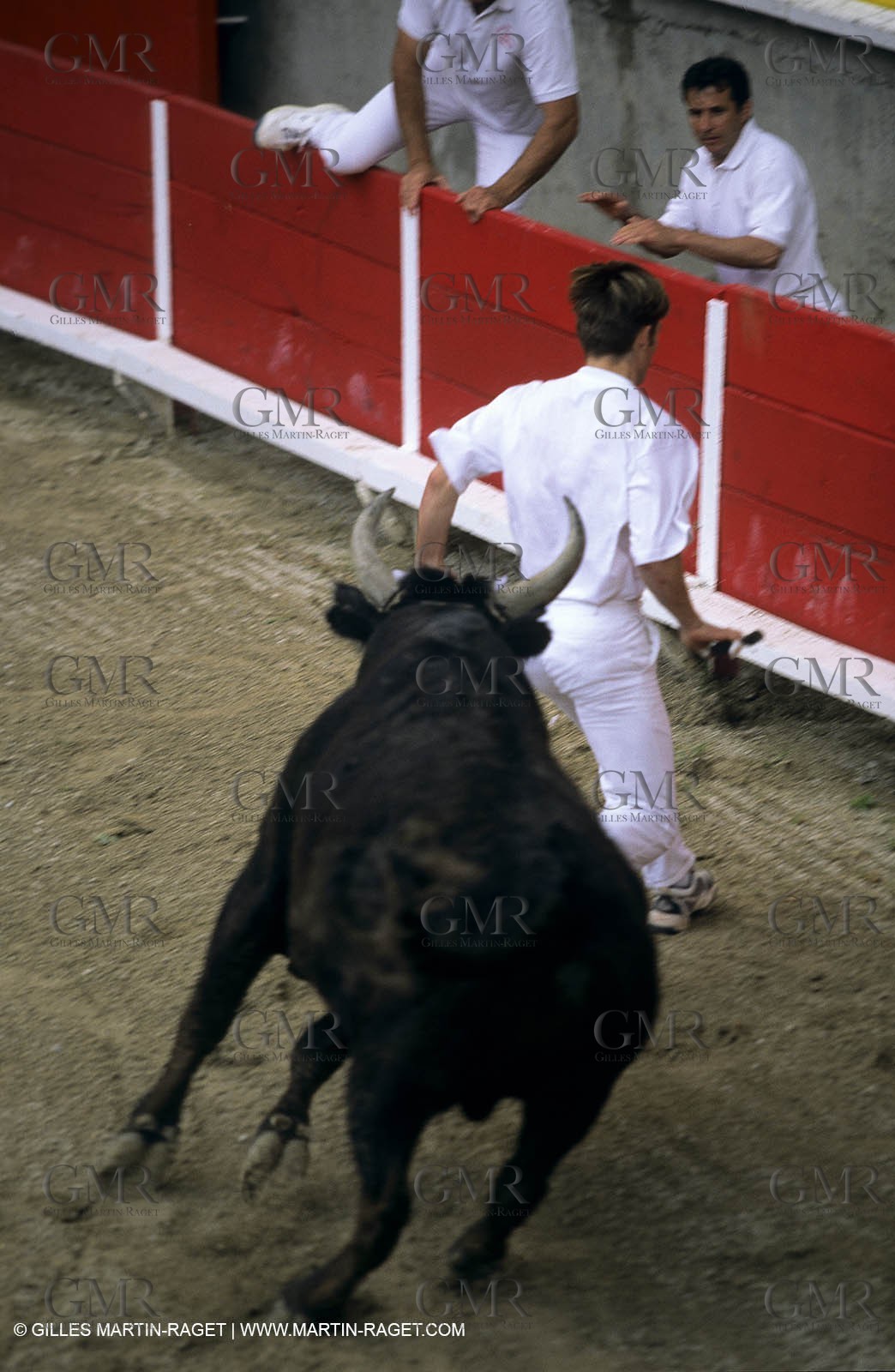 Gard, (FRA,30) - Camargue bull game