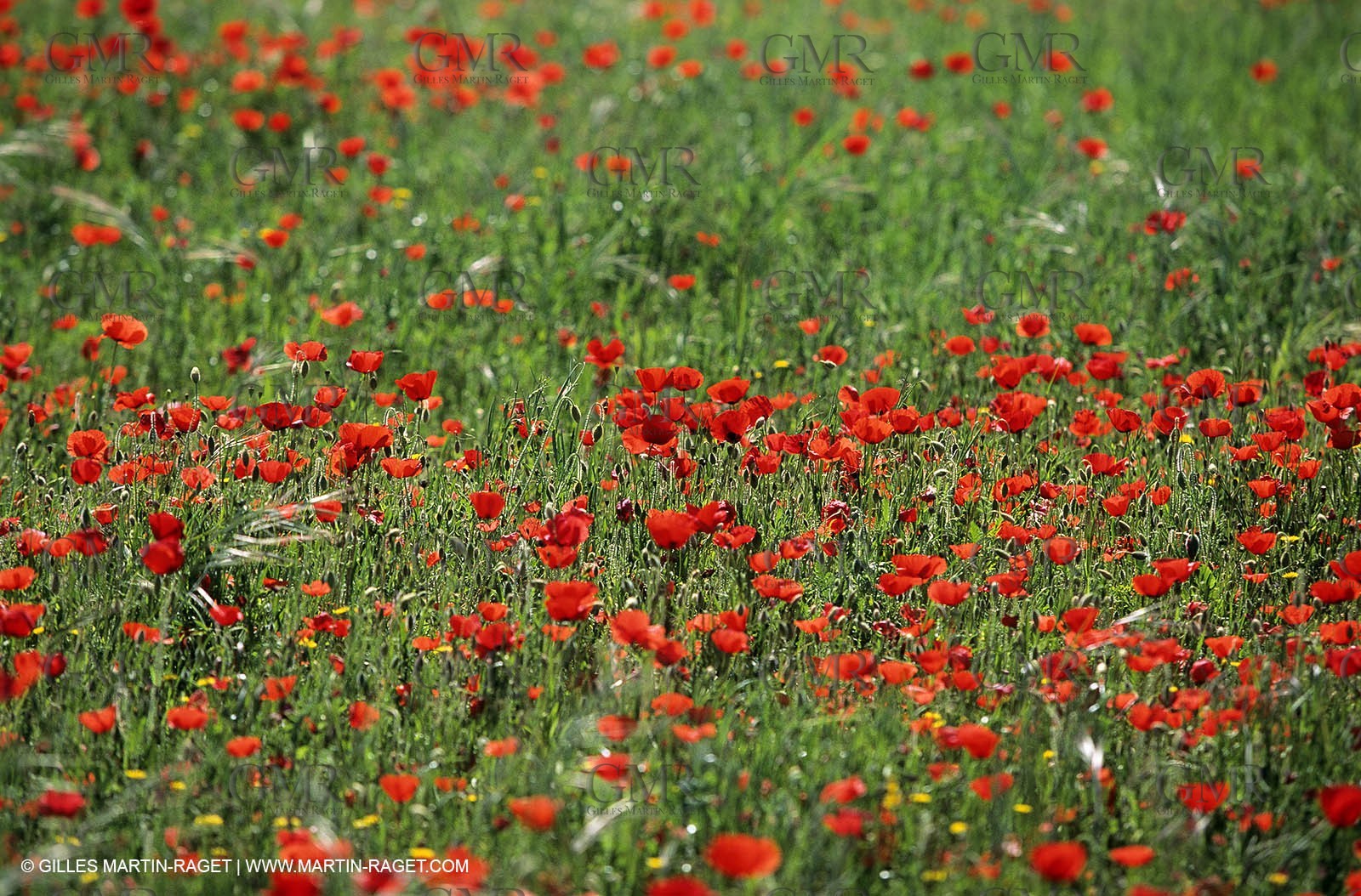2000-2010- Les Alpilles (FRA,13) - Poppy fields