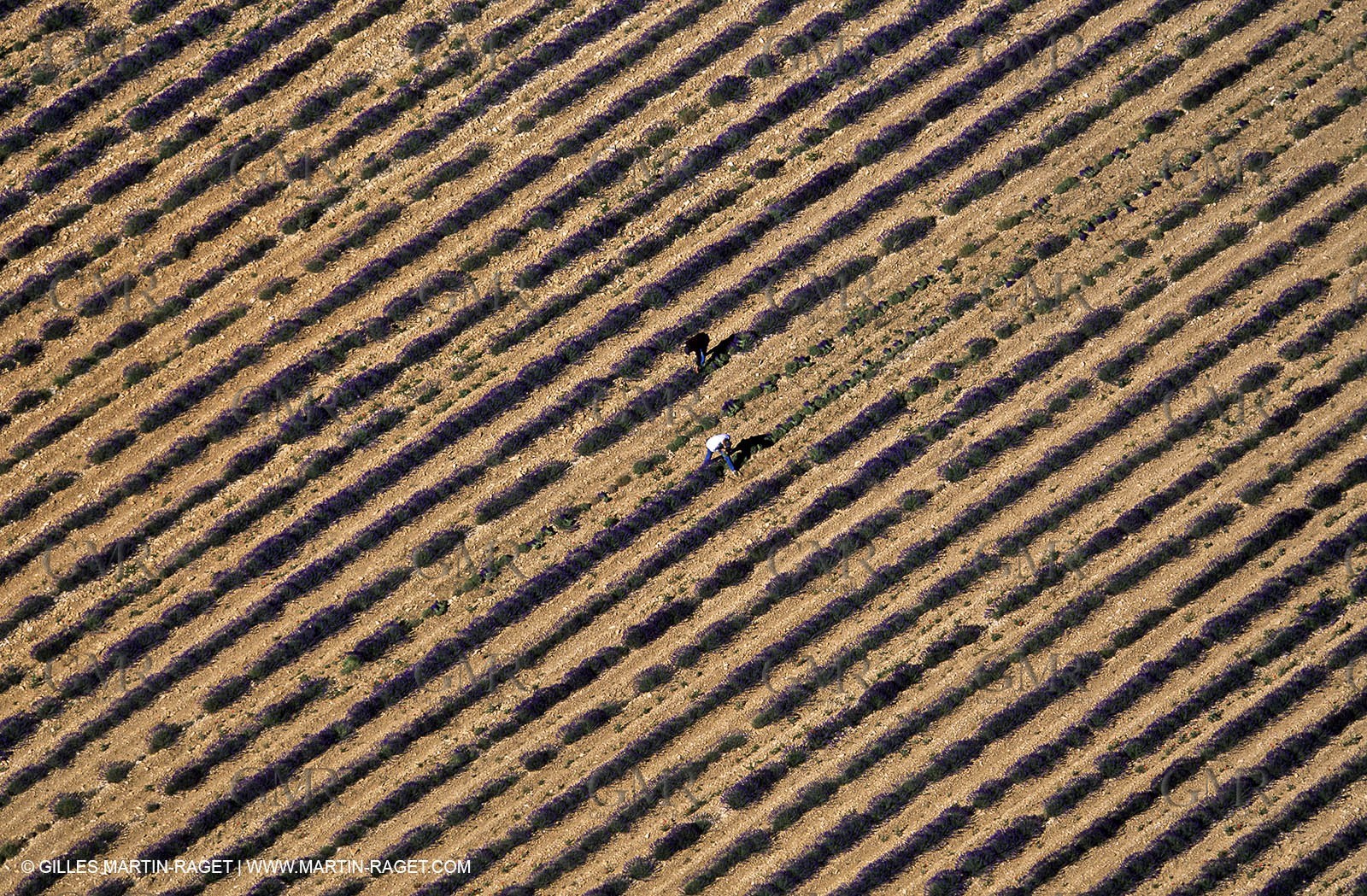 lavander fields , 2005 , Sault plateau