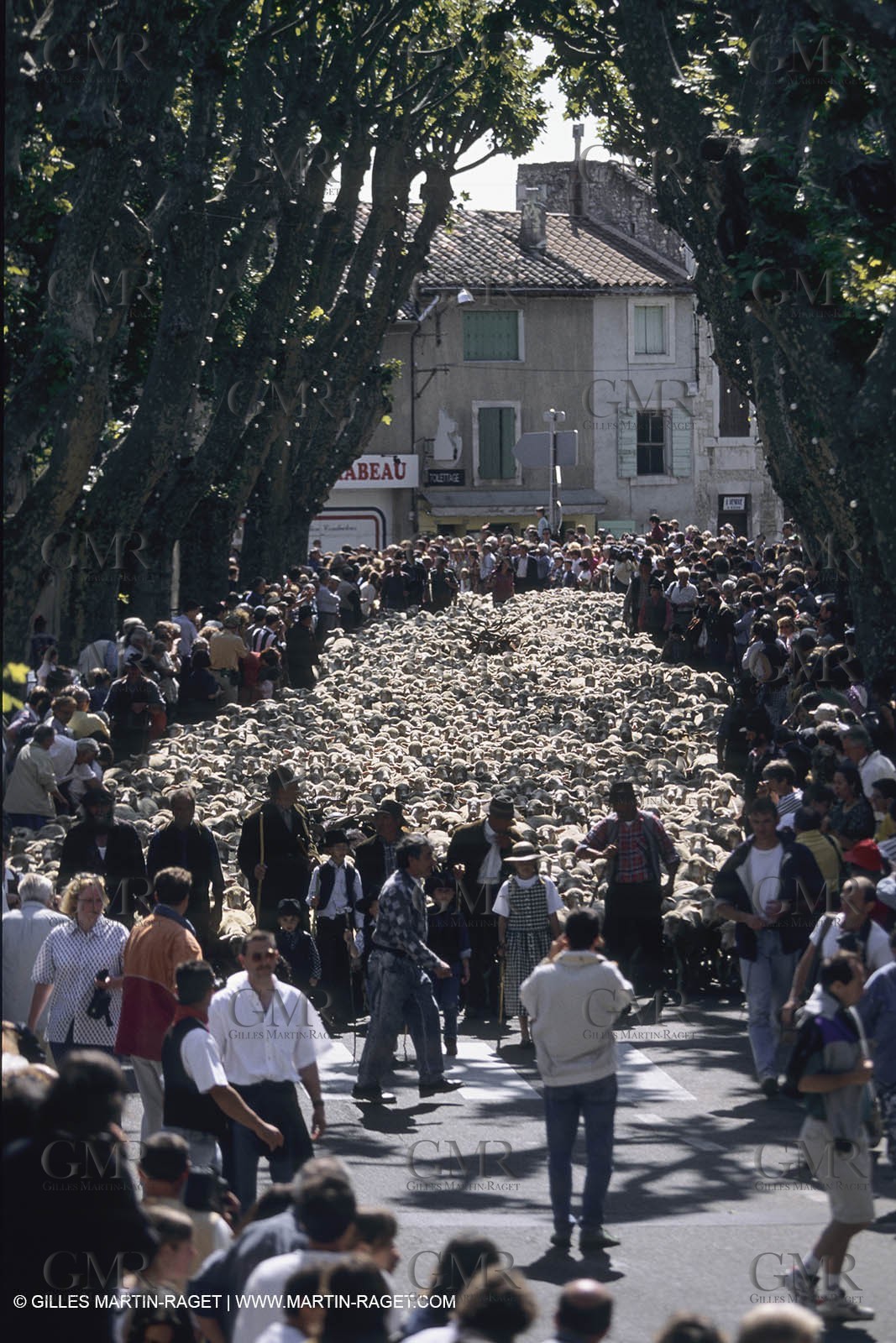 France, Provence, Moutons, bergers, élevage, transhumance