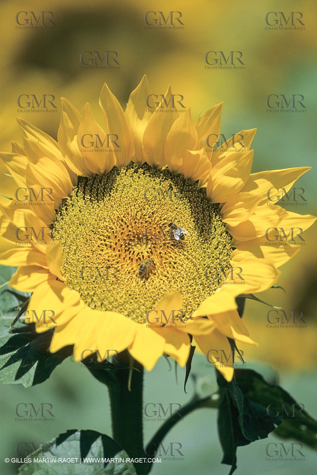 France, Provence, Champs de tournesols