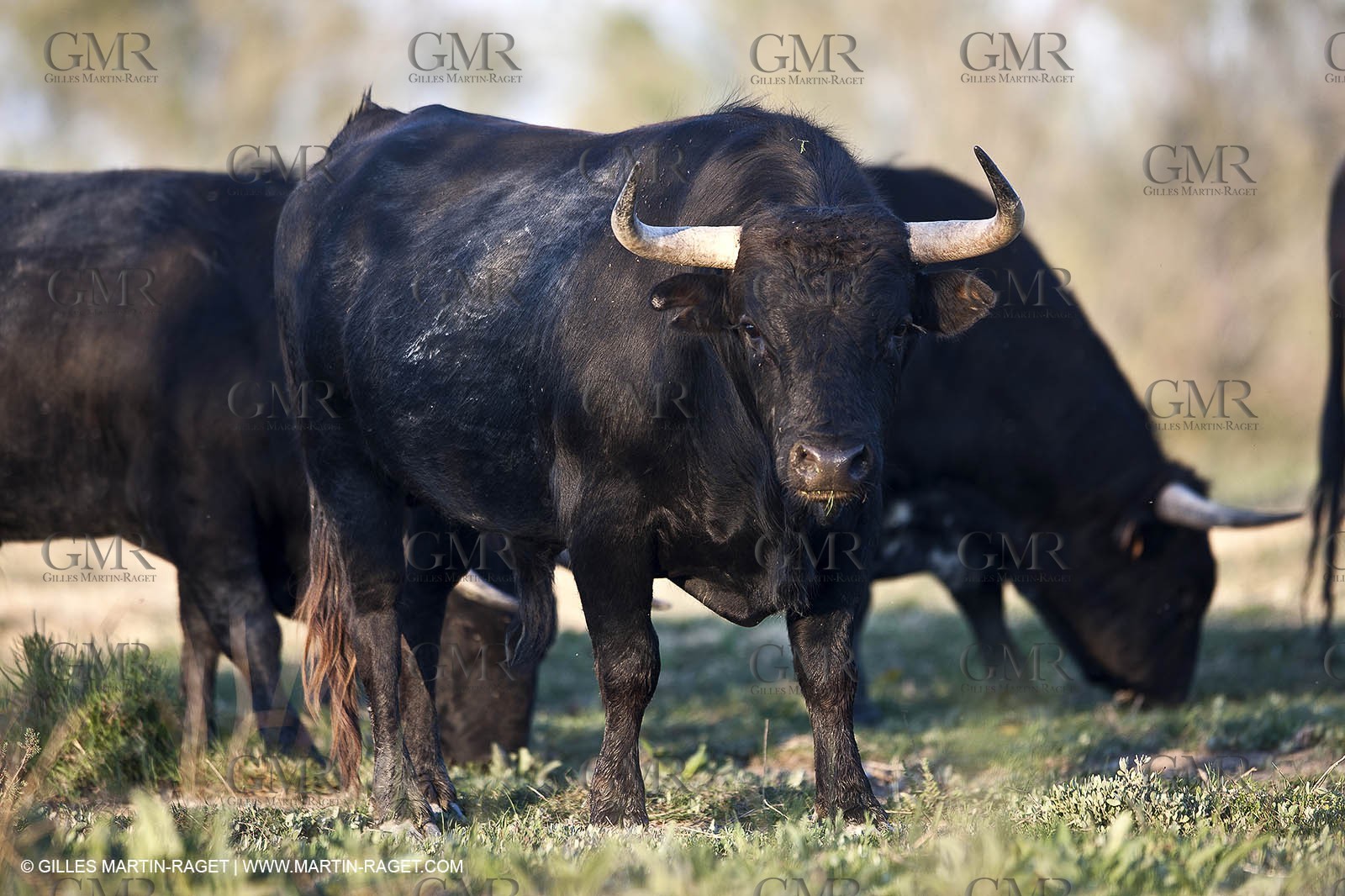 19 04 2011 - Arles (FRA,13) - Bullfight toros in Camargue
