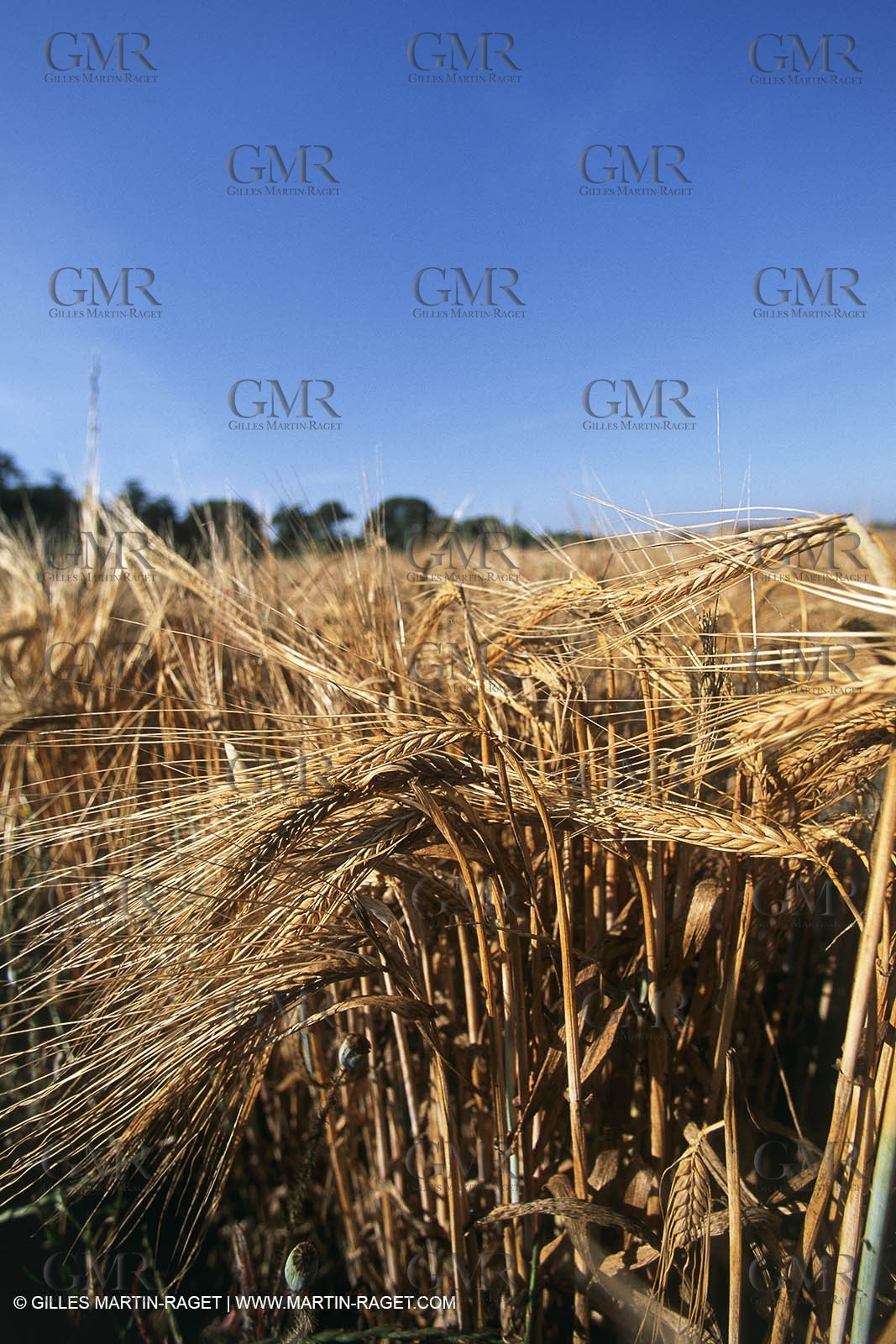 Camargue (FRA,13) - Petite Camargue