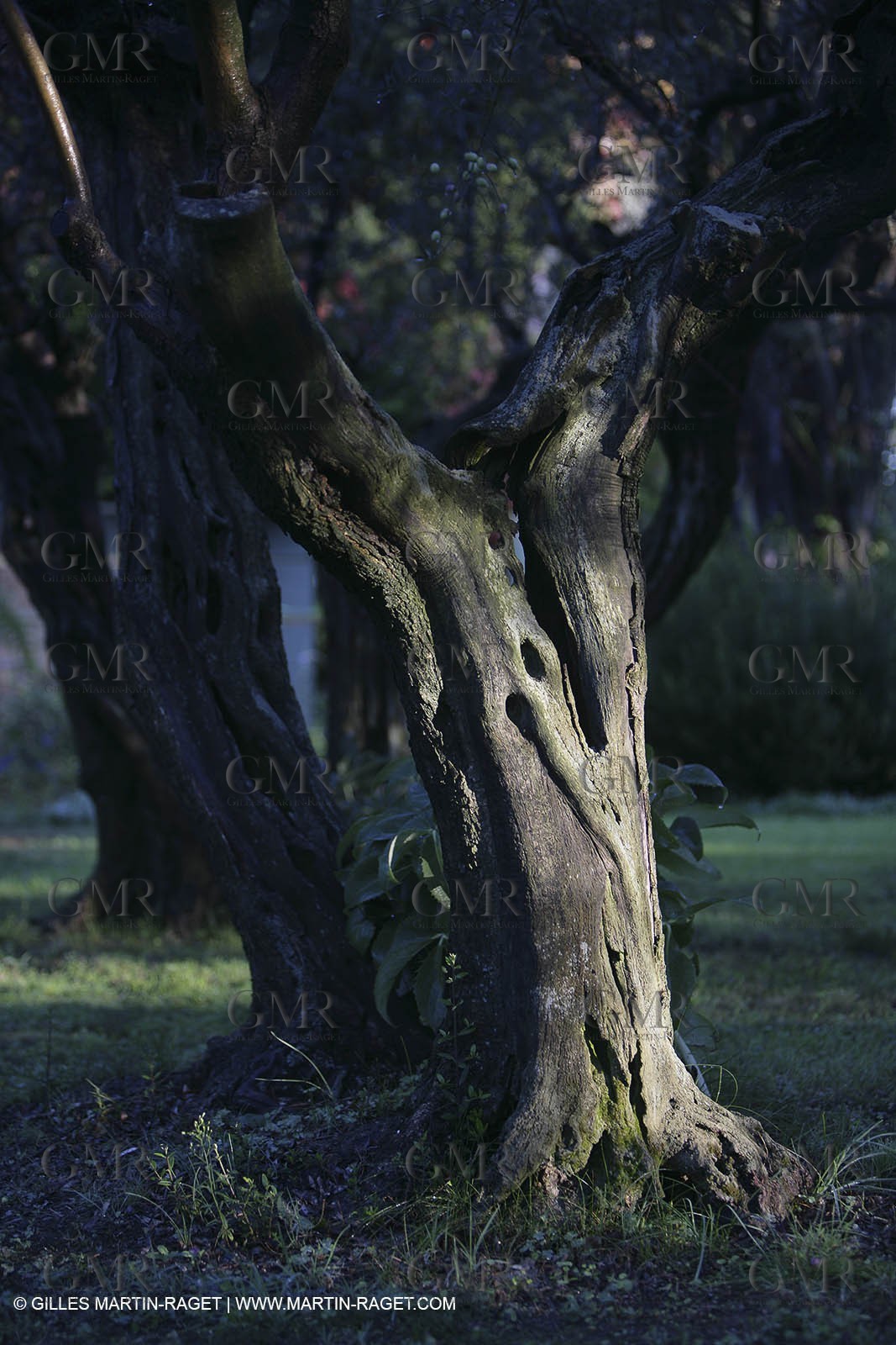 Vallon raget, Fall garden