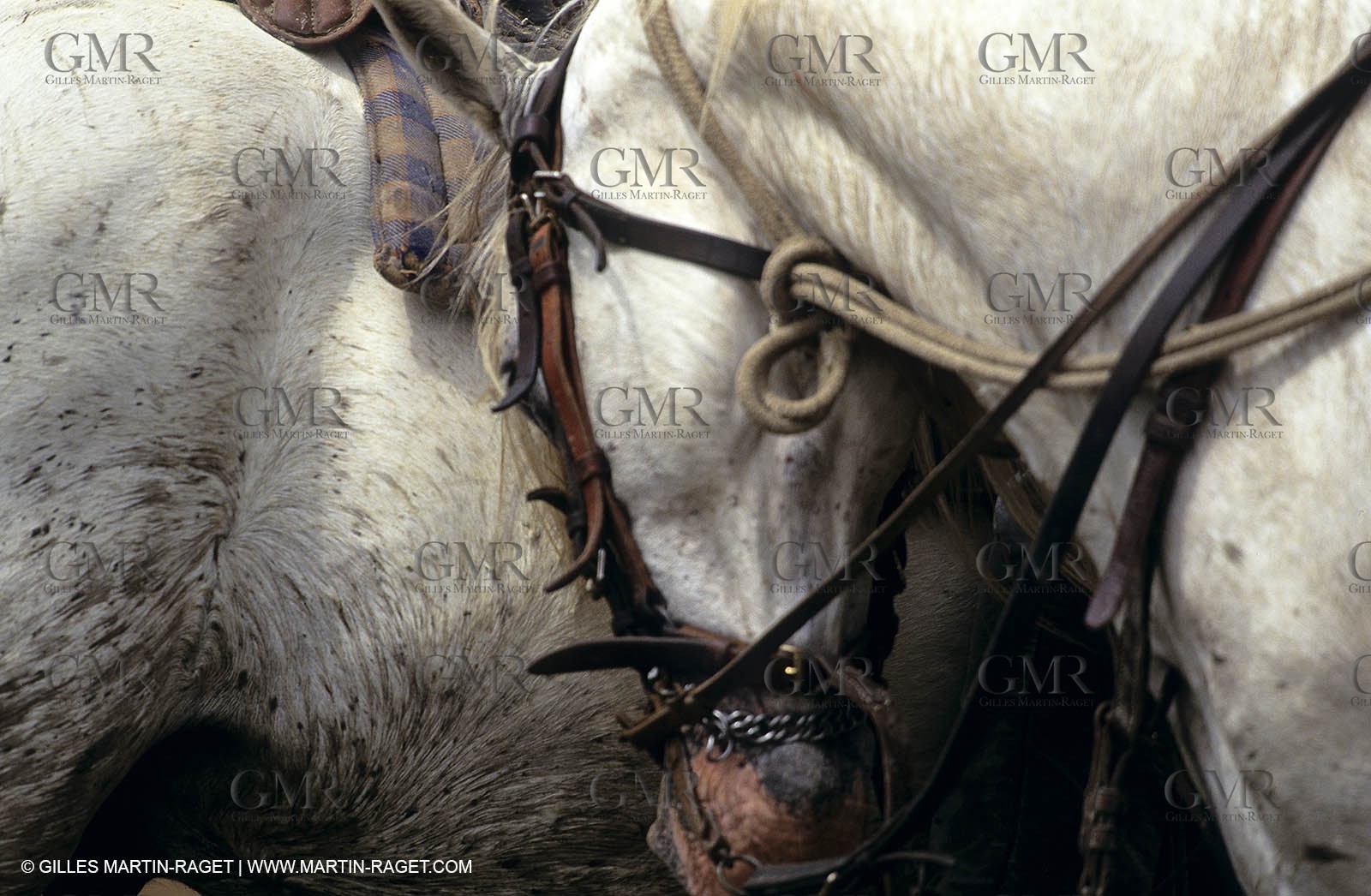 Camargue (FRA,13) - Gardians