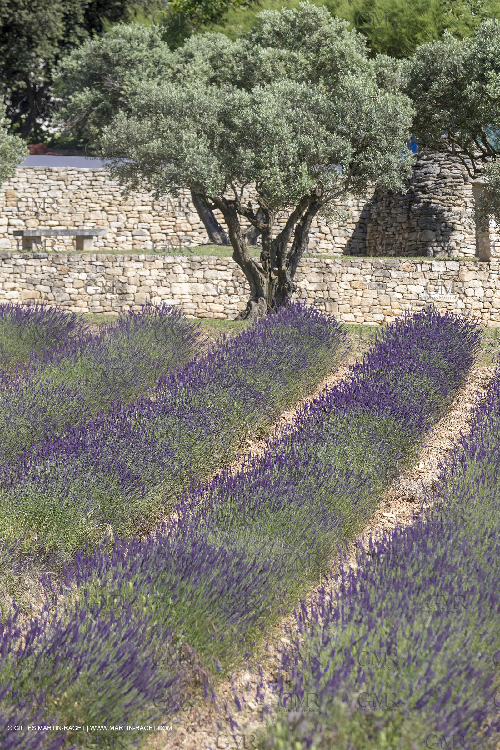 22 06 2018, Saint-Saturnin les Apts (FRA,84), Domaine des Andéols