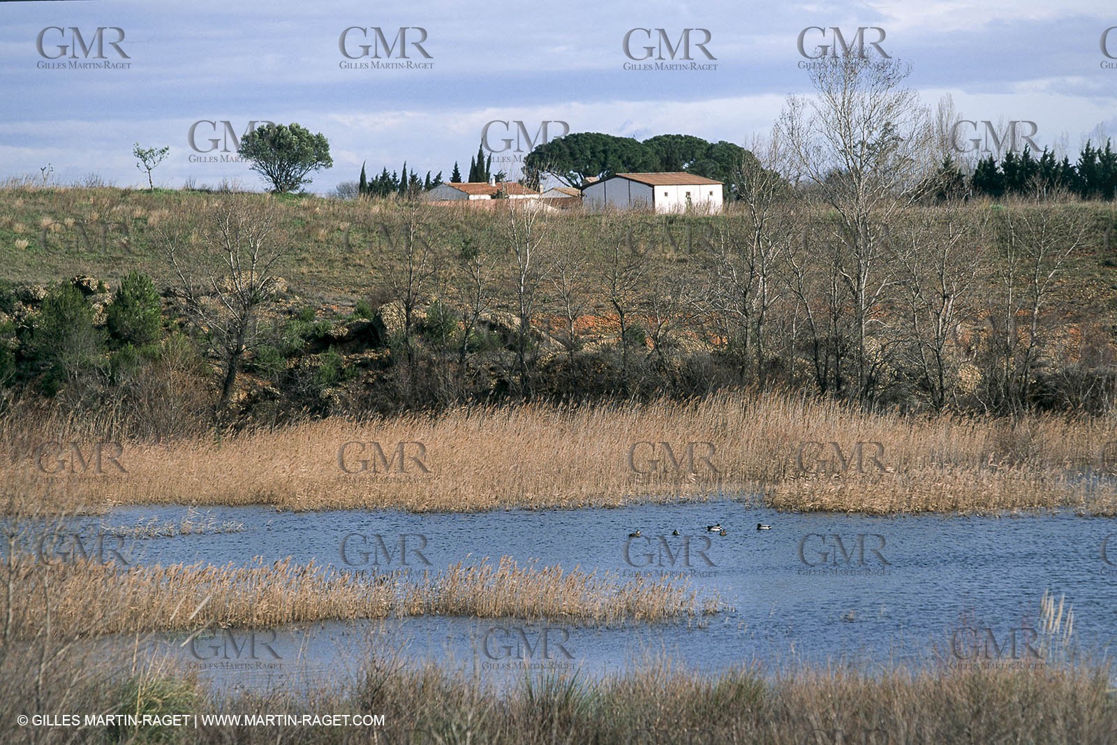 Camargue (FRA,13) - Little Camargue