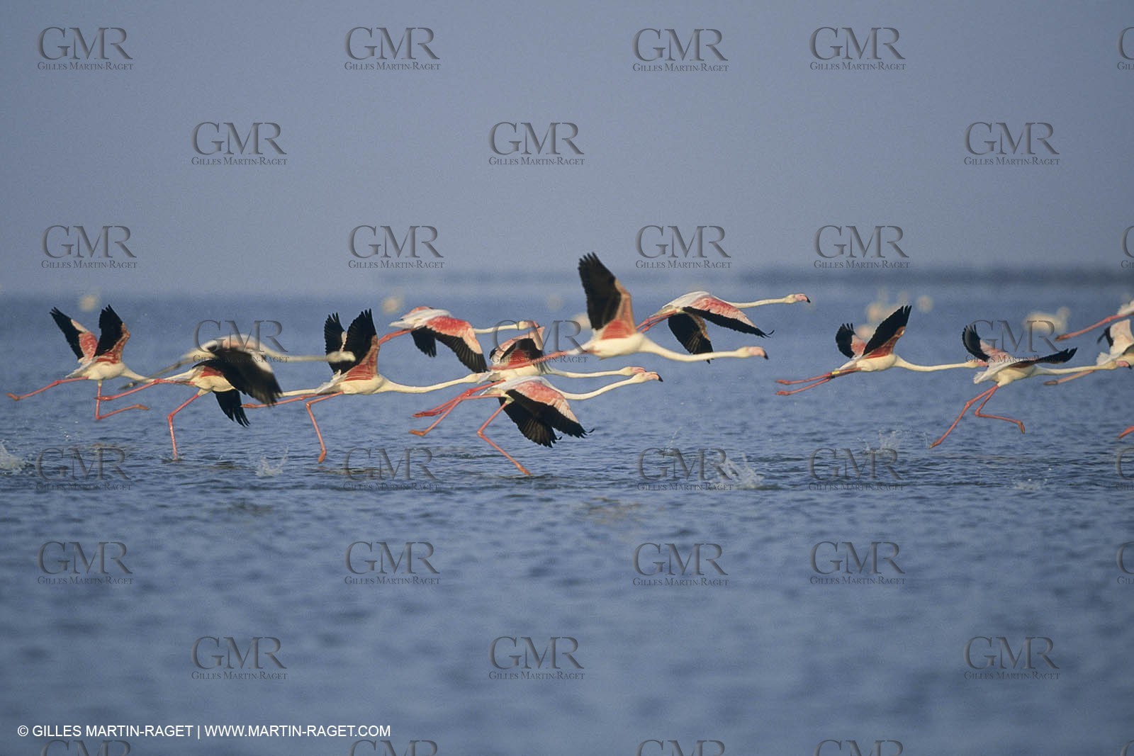 France, Provence, Camargue, Birds, Flamants, flamingos